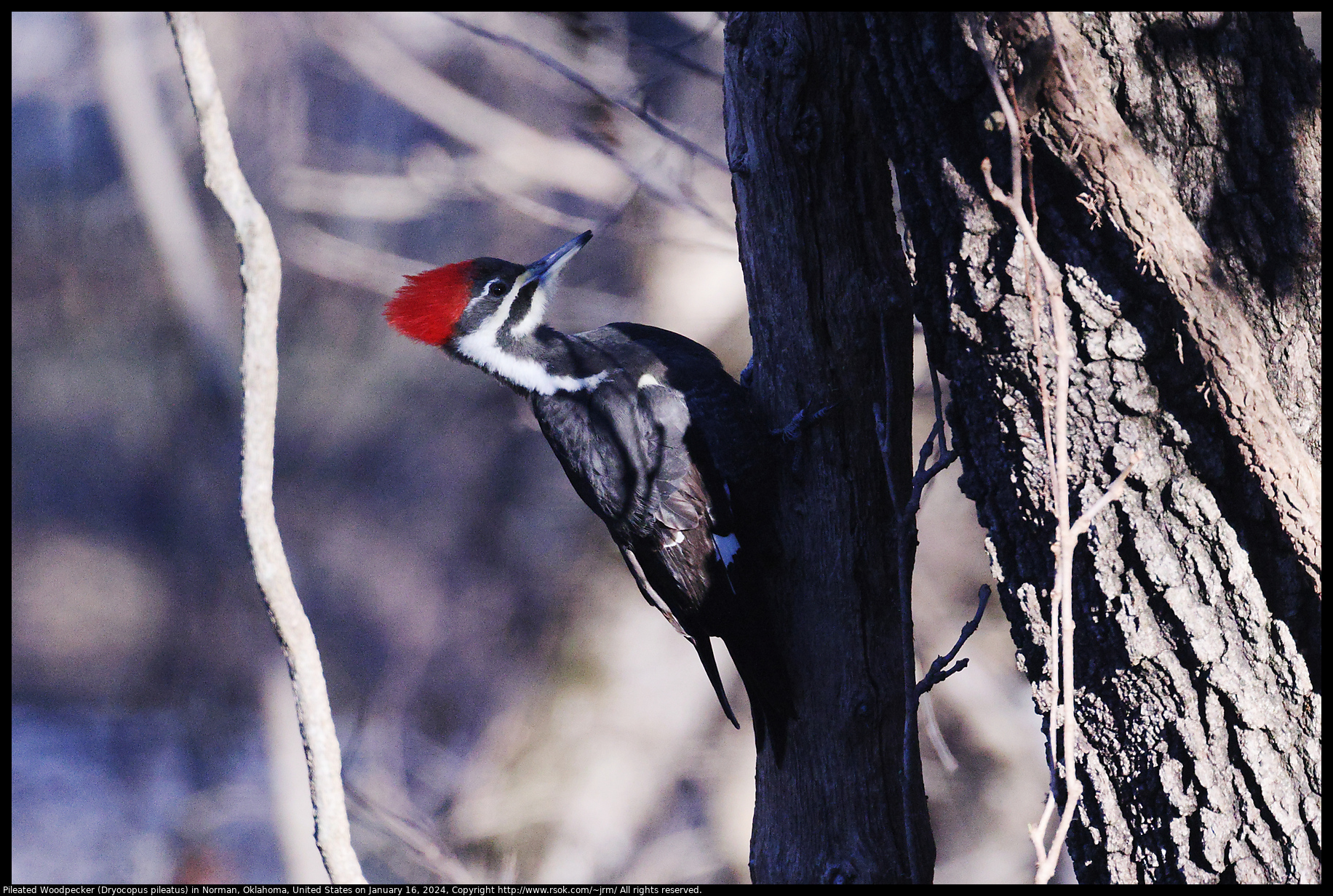 Pileated Woodpecker (Dryocopus pileatus) in Norman, Oklahoma, United States on January 16, 2024