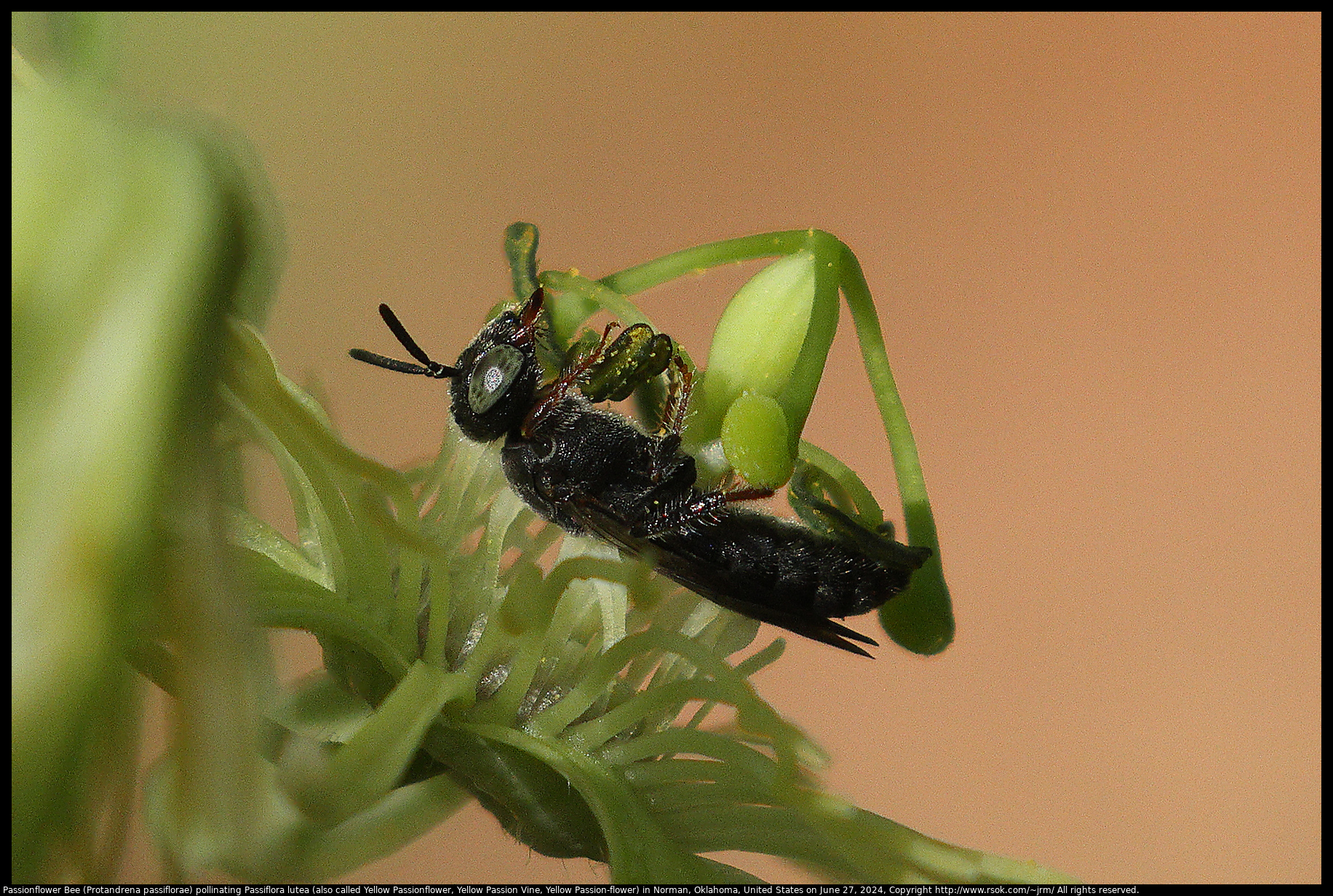 Passionflower Bee (Protandrena passiflorae) pollinating Passiflora lutea (also called Yellow Passionflower, Yellow Passion Vine, Yellow Passion-flower) in Norman, Oklahoma, United States on June 27, 2024