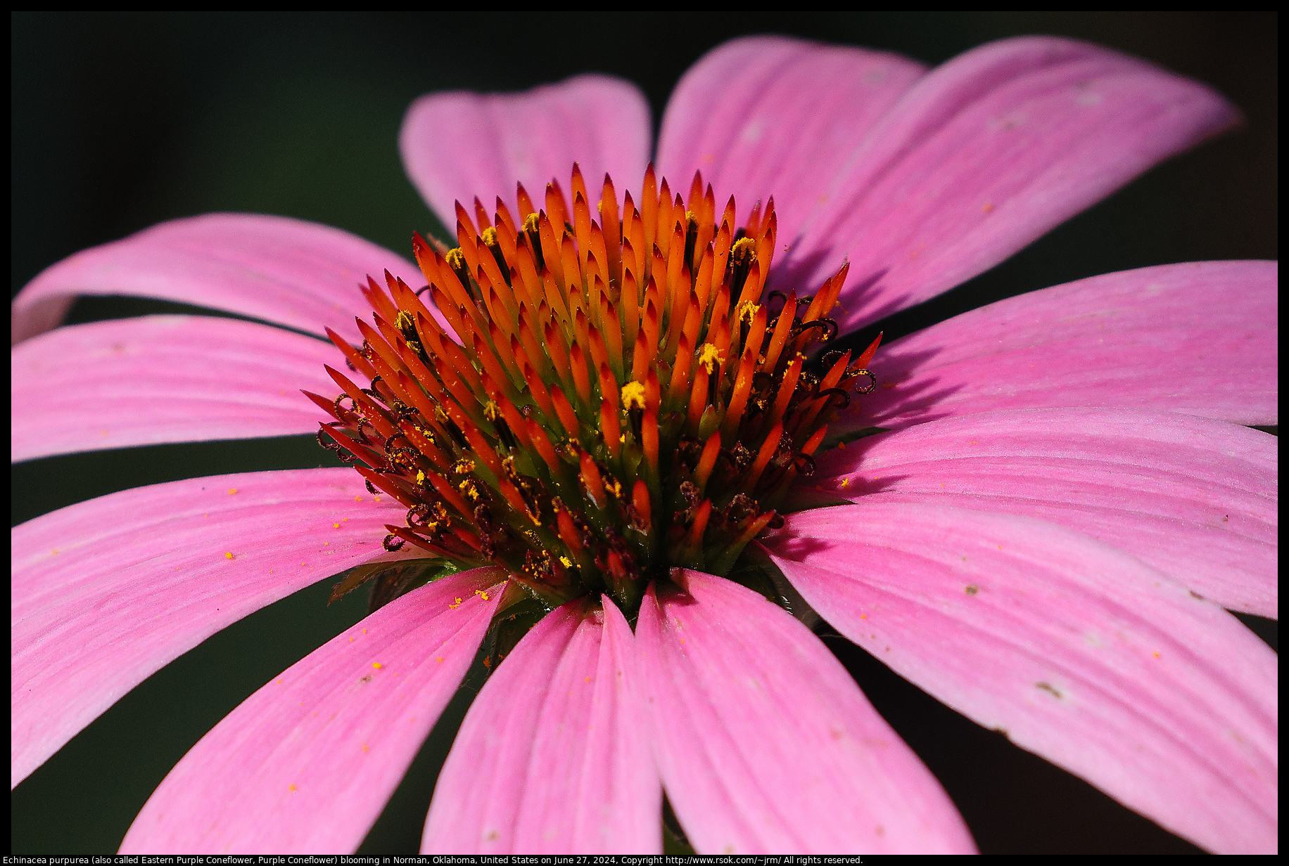 Echinacea purpurea (also called Eastern Purple Coneflower, Purple Coneflower) blooming in Norman, Oklahoma, United States on June 27, 2024