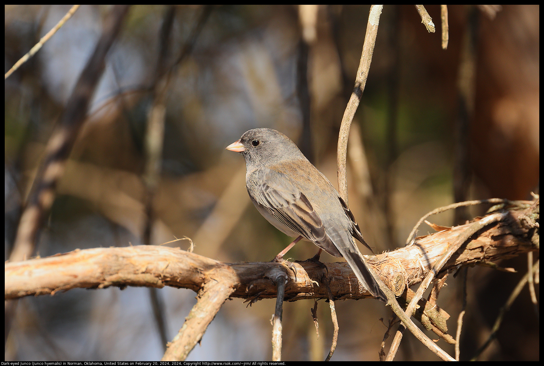 Dark-eyed Junco (Junco hyemalis) in Norman, Oklahoma, United States on February 20, 2024