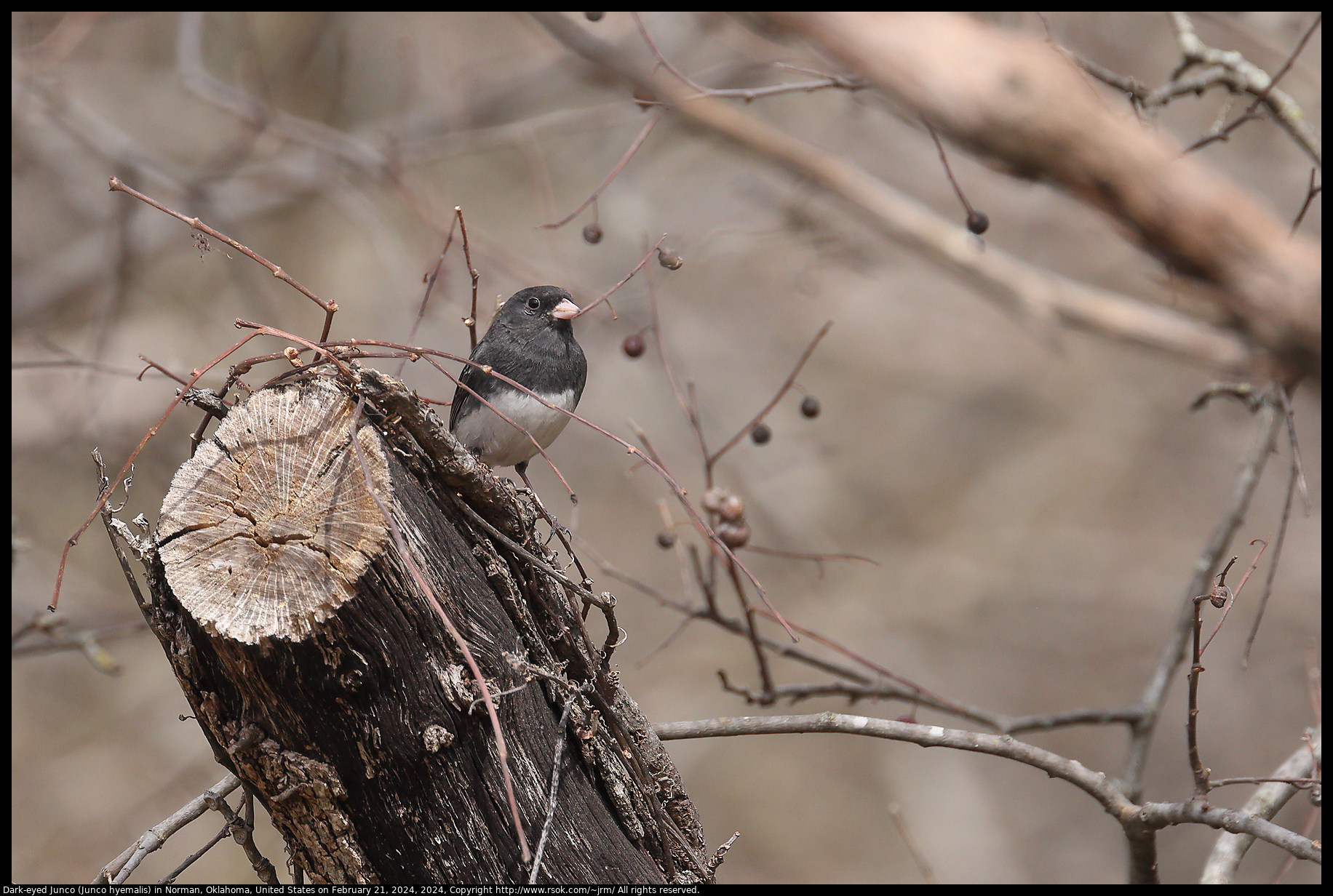 Dark-eyed Junco (Junco hyemalis) in Norman, Oklahoma, United States on February 21, 2024