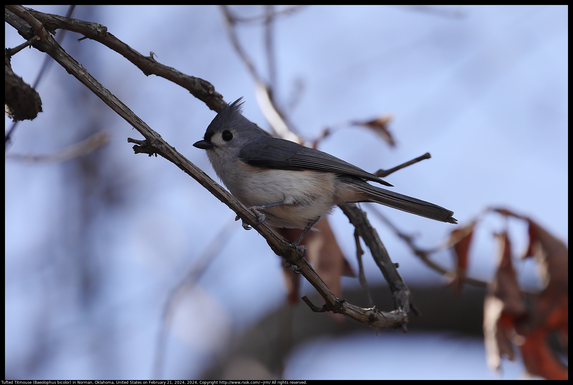 Tufted Titmouse (Baeolophus bicolor) in Norman, Oklahoma, United States on February 21, 2024