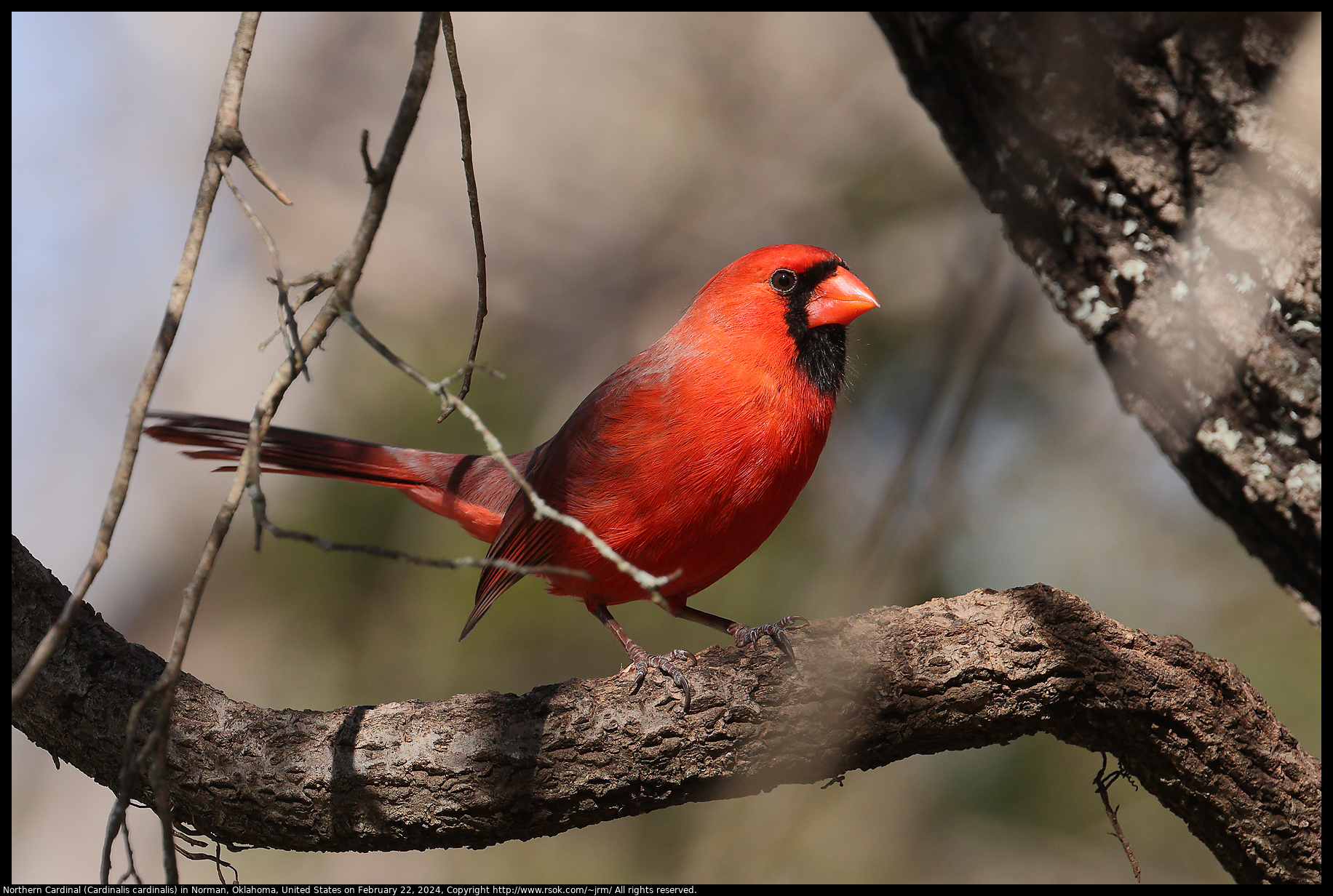 Northern Cardinal (Cardinalis cardinalis) in Norman, Oklahoma, United States on February 22, 2024