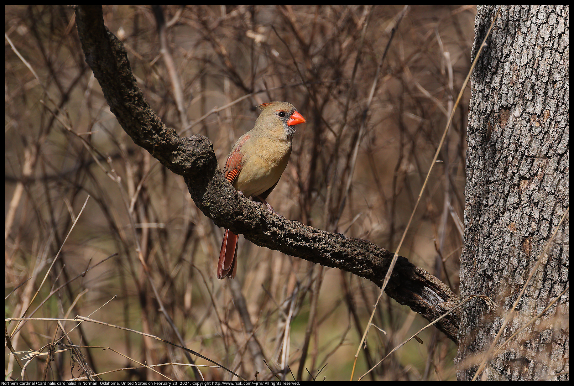 Northern Cardinal (Cardinalis cardinalis) in Norman, Oklahoma, United States on February 23, 2024