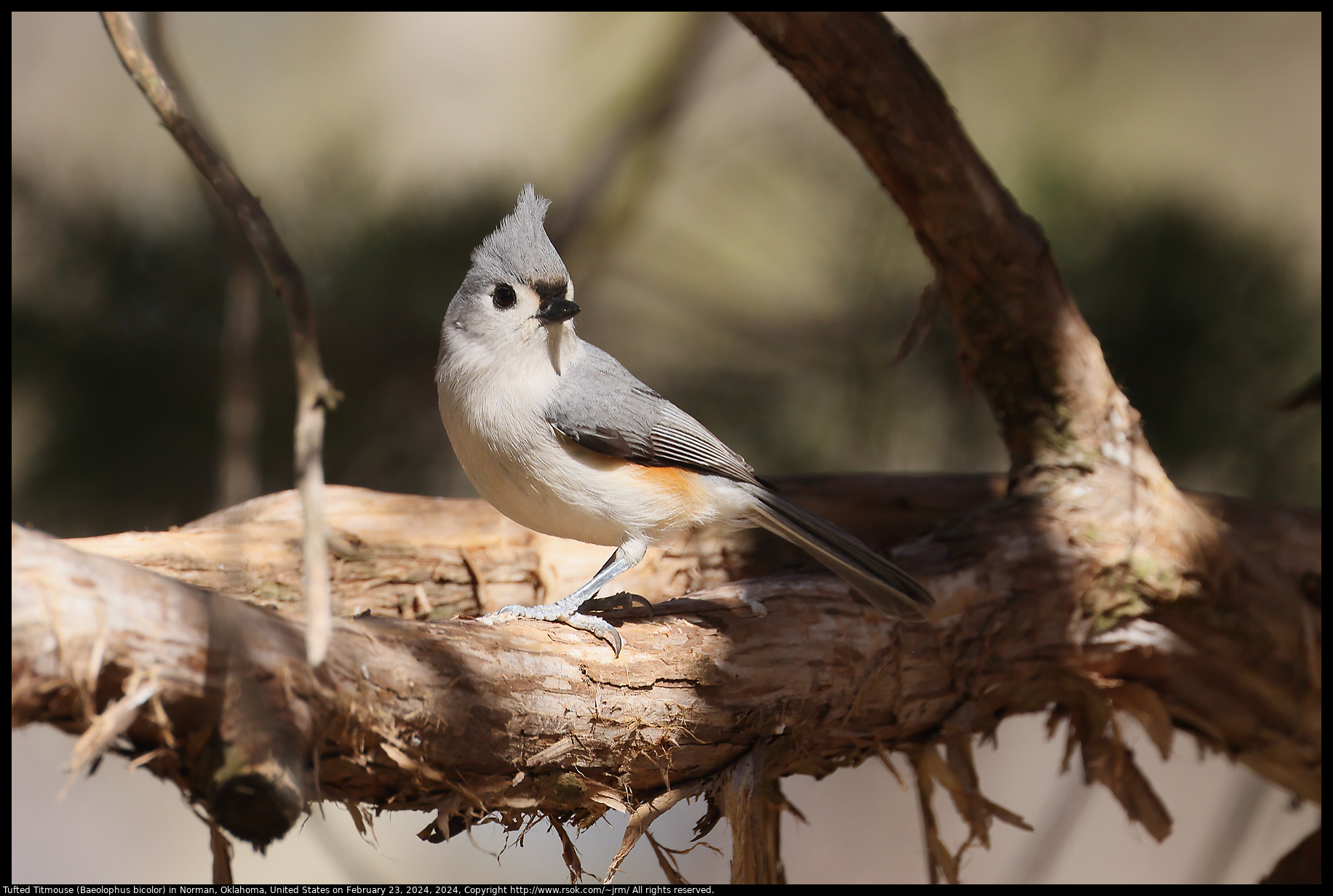 Tufted Titmouse (Baeolophus bicolor) in Norman, Oklahoma, United States on February 23, 2024