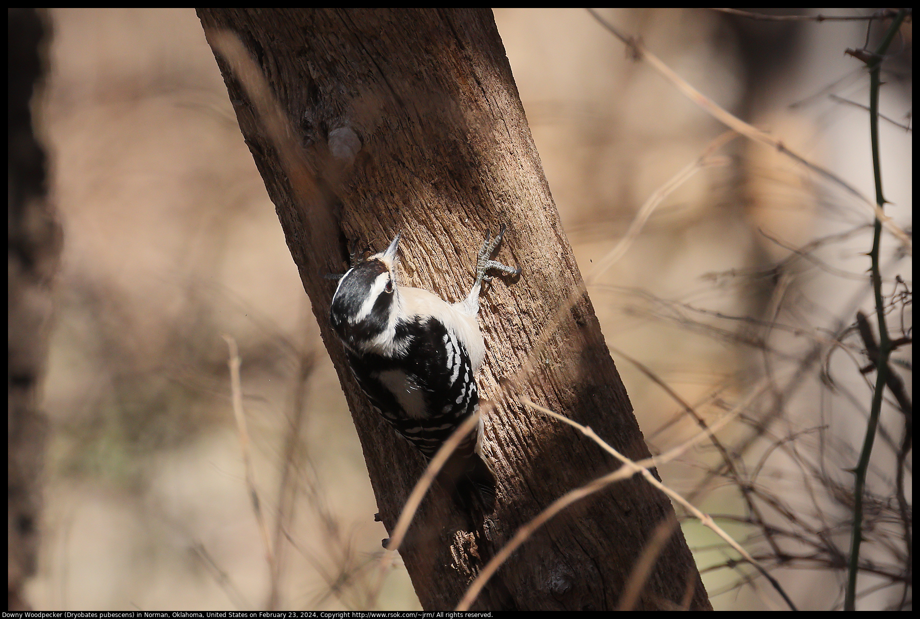 Downy Woodpecker (Dryobates pubescens) in Norman, Oklahoma, United States on February 23, 2024
