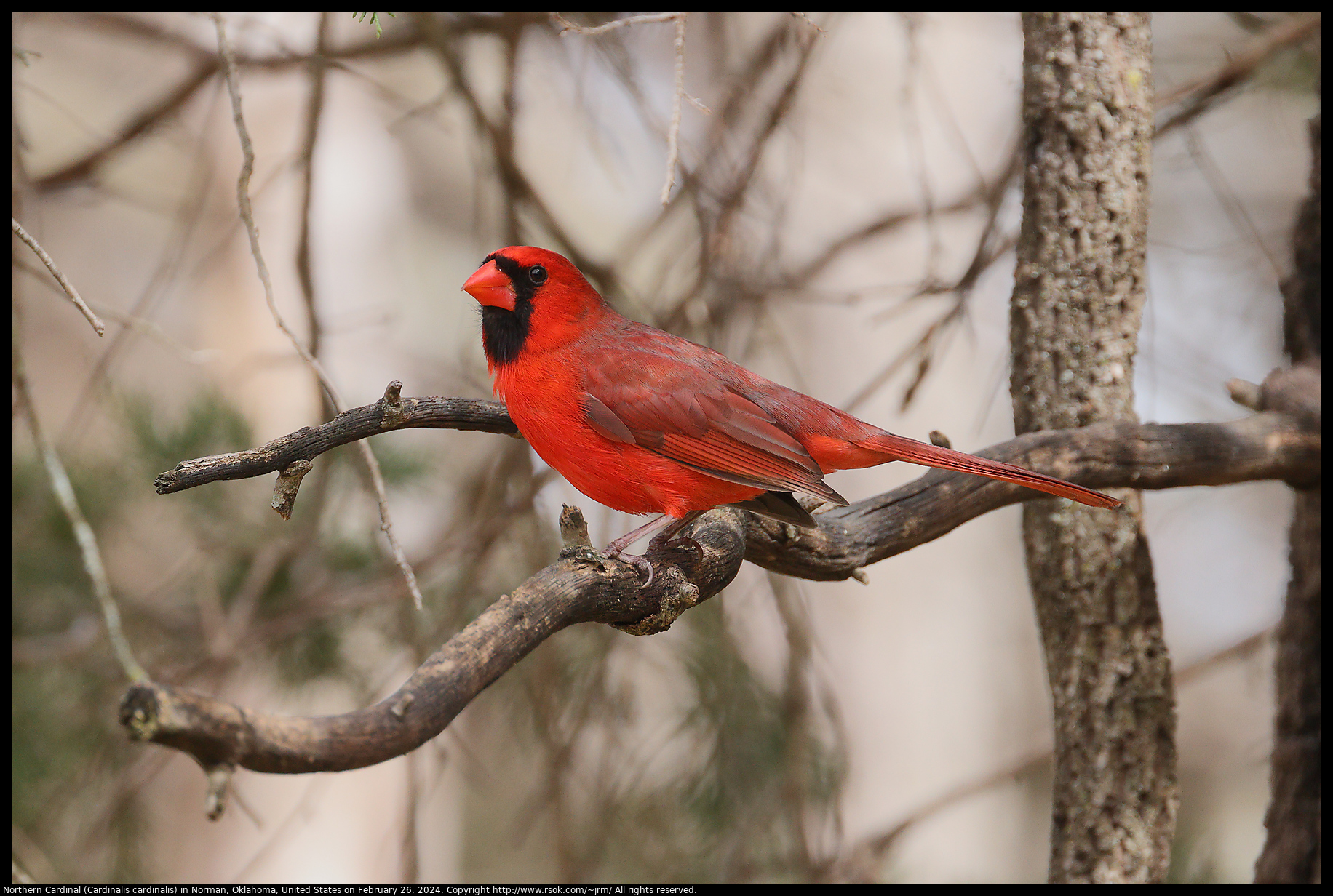 Northern Cardinal (Cardinalis cardinalis) in Norman, Oklahoma, United States on February 26, 2024