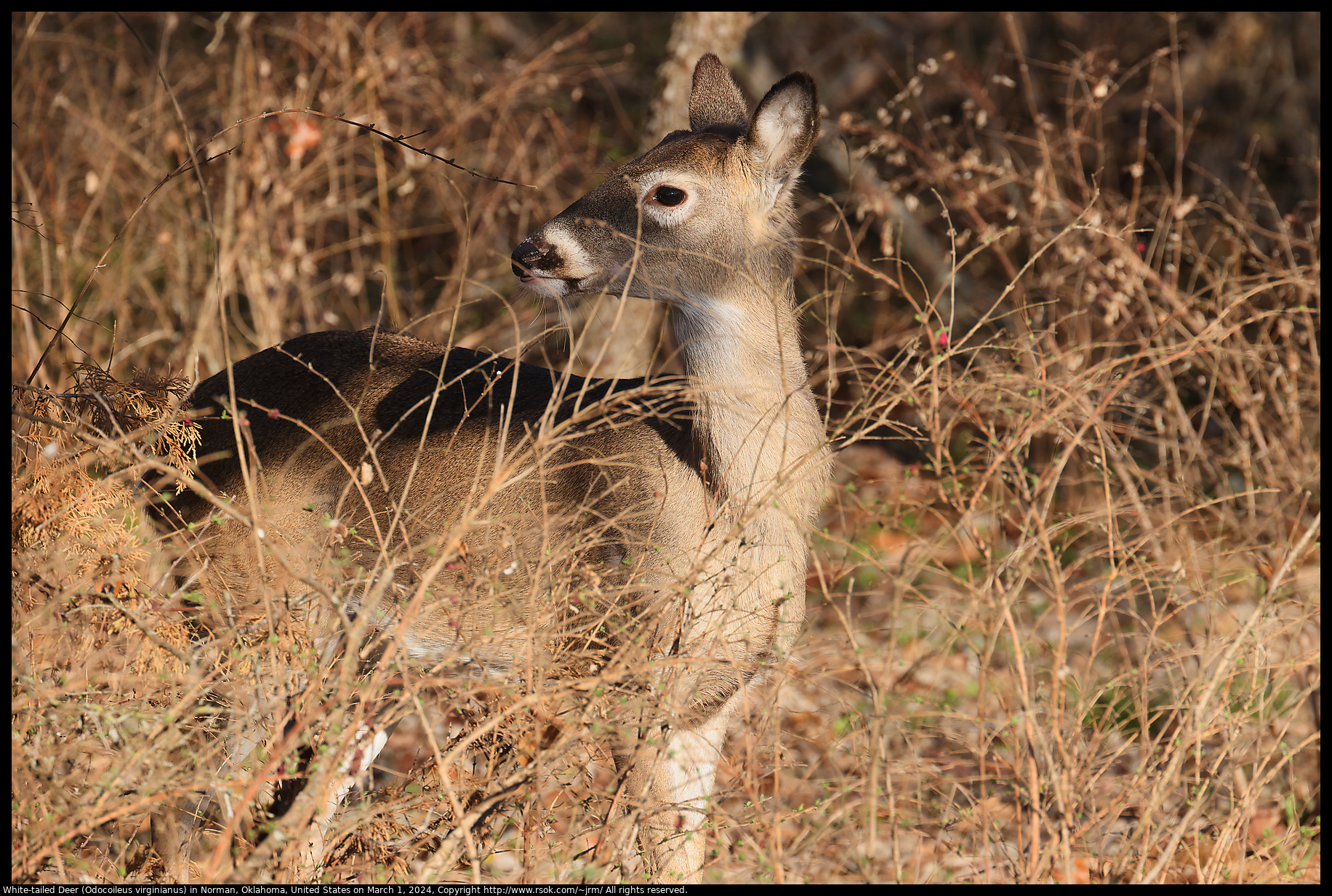 White-tailed Deer (Odocoileus virginianus) in Norman, Oklahoma, United States on March 1, 2024