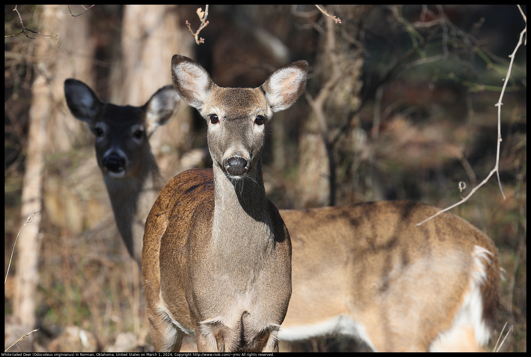 White-tailed Deer (Odocoileus virginianus) in Norman, Oklahoma, United States on March 1, 2024