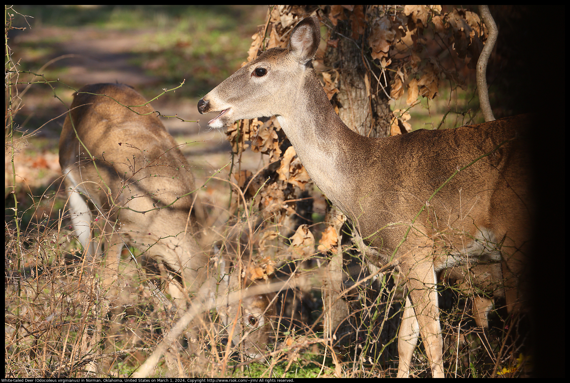 White-tailed Deer (Odocoileus virginianus) in Norman, Oklahoma, United States on March 1, 2024