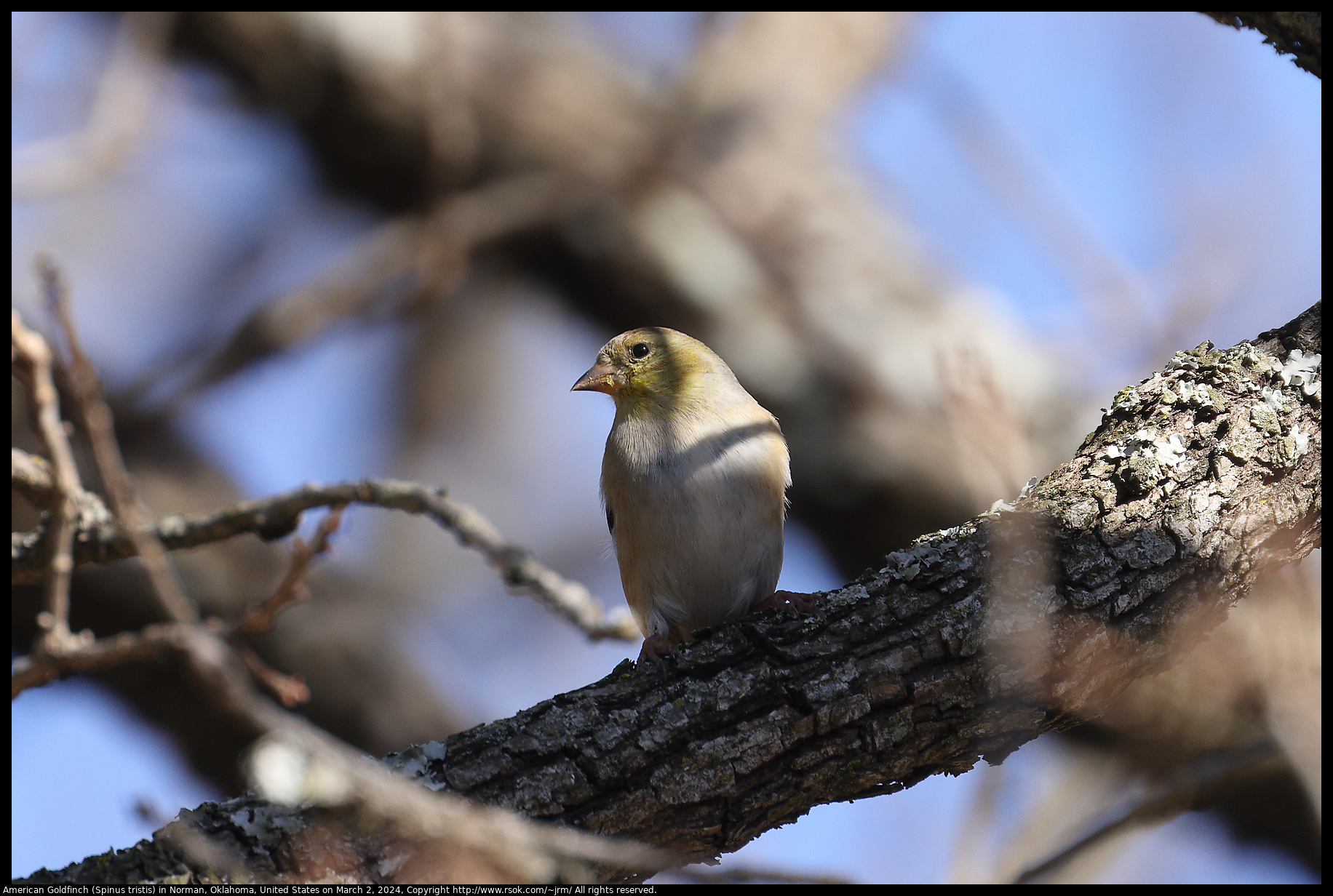 American Goldfinch (Spinus tristis) in Norman, Oklahoma, United States on March 2, 2024