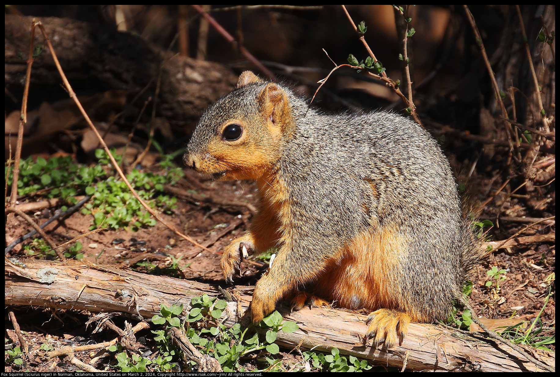 Fox Squirrel (Sciurus niger) in Norman, Oklahoma, United States on March 2, 2024