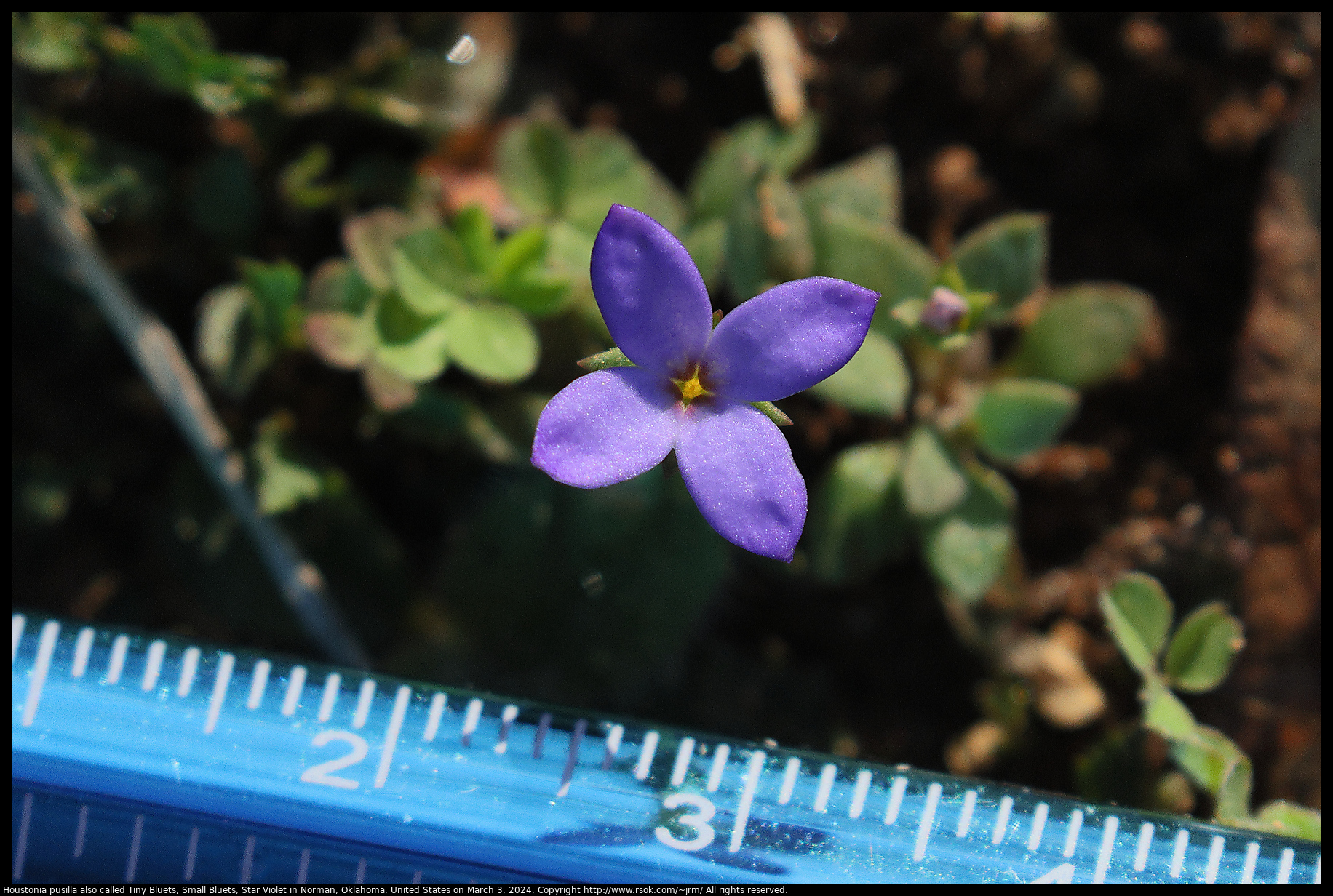Houstonia pusilla also called Tiny Bluets, Small Bluets, Star Violet in Norman, Oklahoma, United States on March 3, 2024