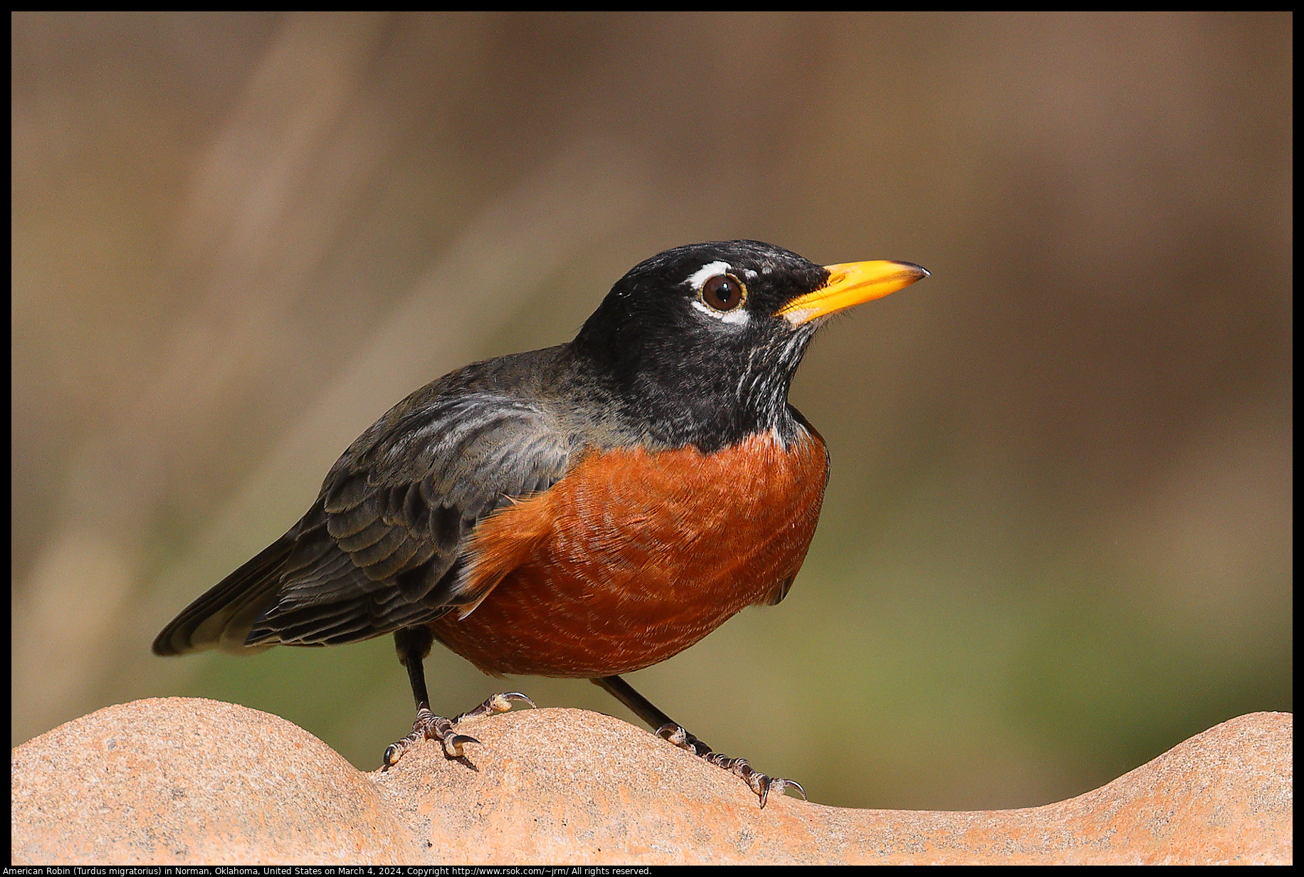 American Robin (Turdus migratorius) in Norman, Oklahoma, United States on March 4, 2024