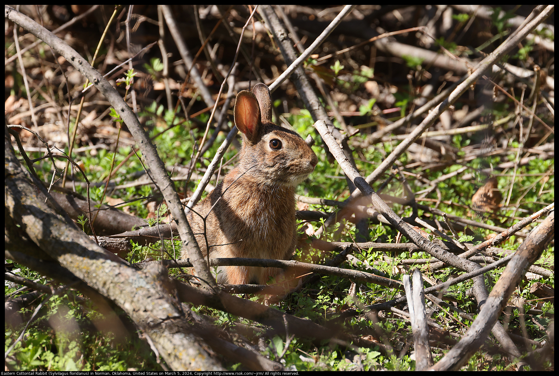 Eastern Cottontail Rabbit (Sylvilagus floridanus) in Norman, Oklahoma, United States on March 5, 2024