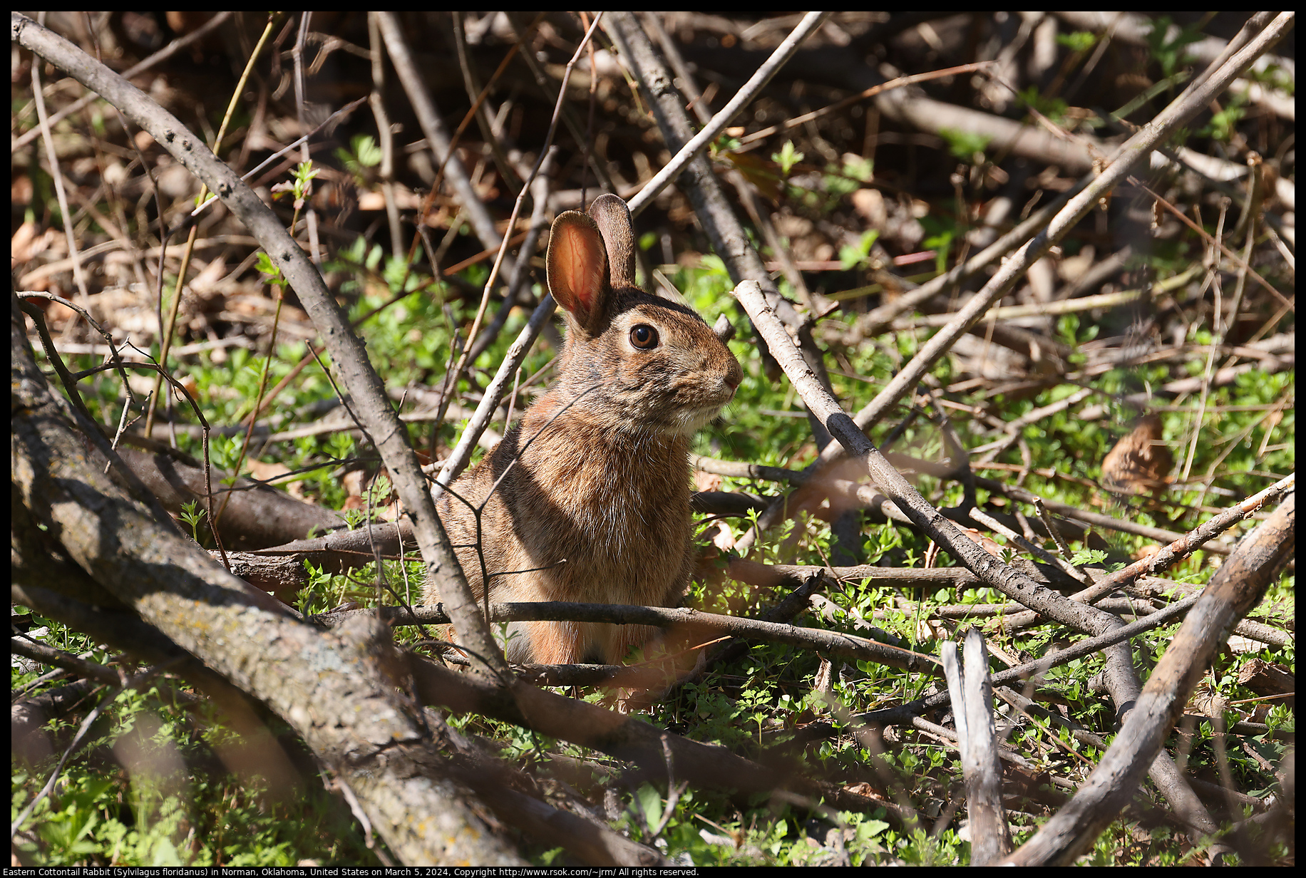 Eastern Cottontail Rabbit (Sylvilagus floridanus) in Norman, Oklahoma, United States on March 5, 2024