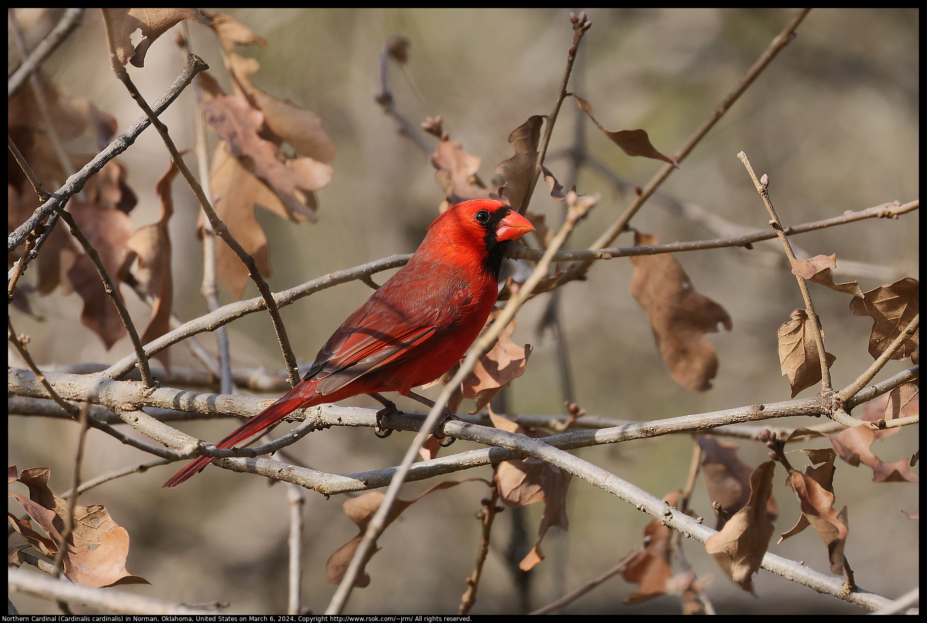 Northern Cardinal (Cardinalis cardinalis) in Norman, Oklahoma, United States on March 6, 2024