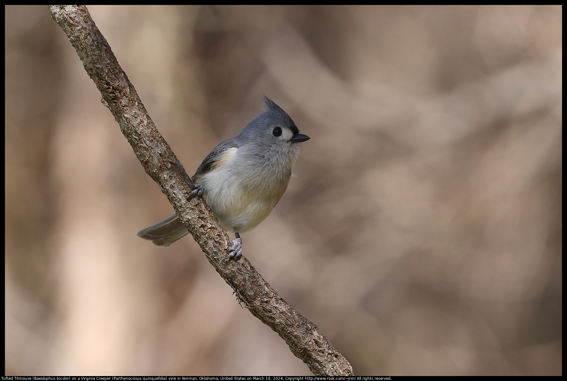 Tufted Titmouse (Baeolophus bicolor) on a Virginia Creeper (Parthenocissus quinquefolia) vine in Norman, Oklahoma, United States on March 10, 2024