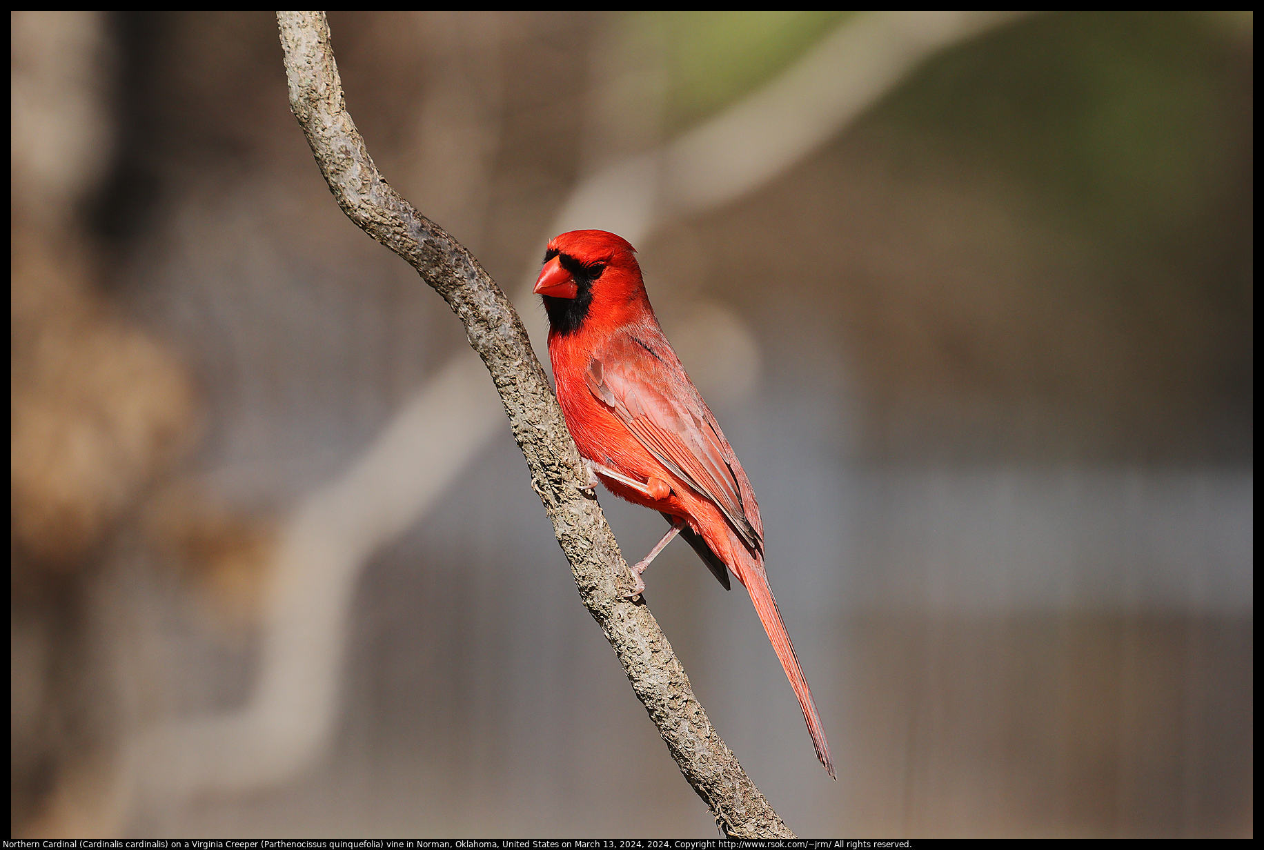 Northern Cardinal (Cardinalis cardinalis) on a Virginia Creeper (Parthenocissus quinquefolia) vine in Norman, Oklahoma, United States on March 13, 2024