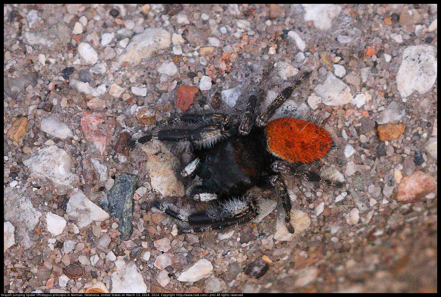 Grayish Jumping Spider (Phidippus princeps) in Norman, Oklahoma, United States on March 13, 2024