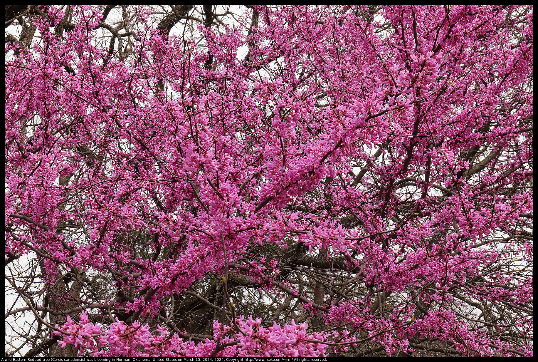 A wild Eastern Redbud tree (Cercis canadensis) was blooming in Norman, Oklahoma, United States on March 15, 2024