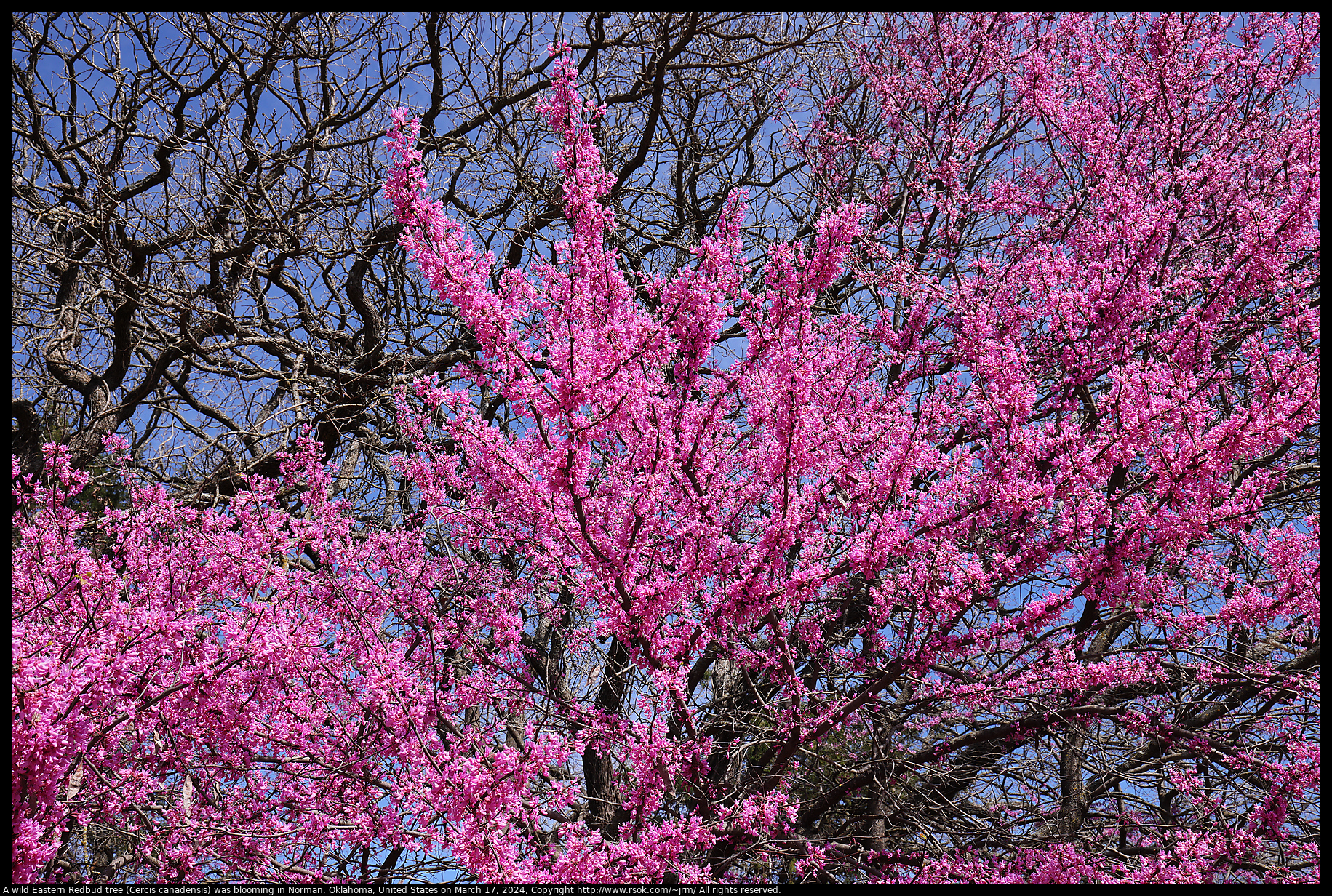 A wild Eastern Redbud tree (Cercis canadensis) was blooming in Norman, Oklahoma, United States on March 17, 2024