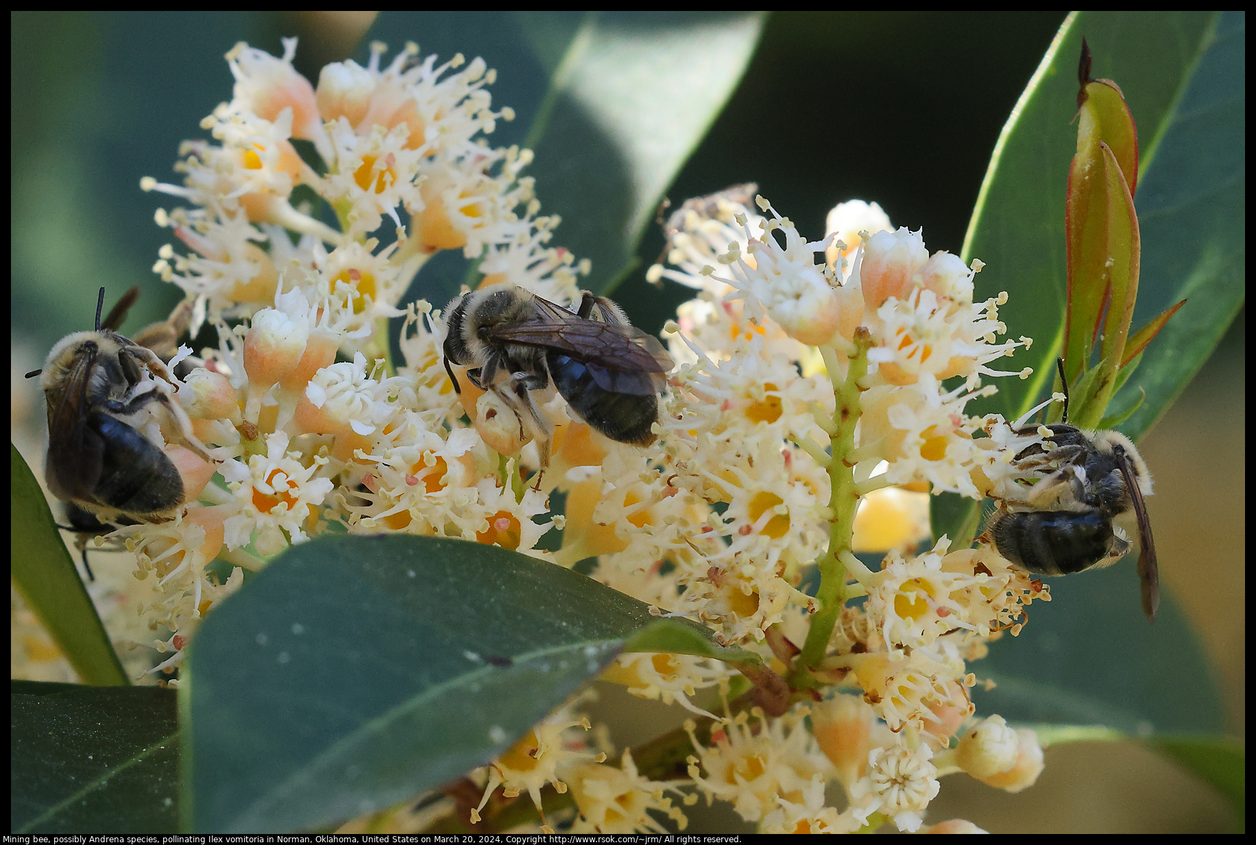 Mining bee, possibly Andrena species, pollinating Ilex vomitoria in Norman, Oklahoma, United States on March 20, 2024