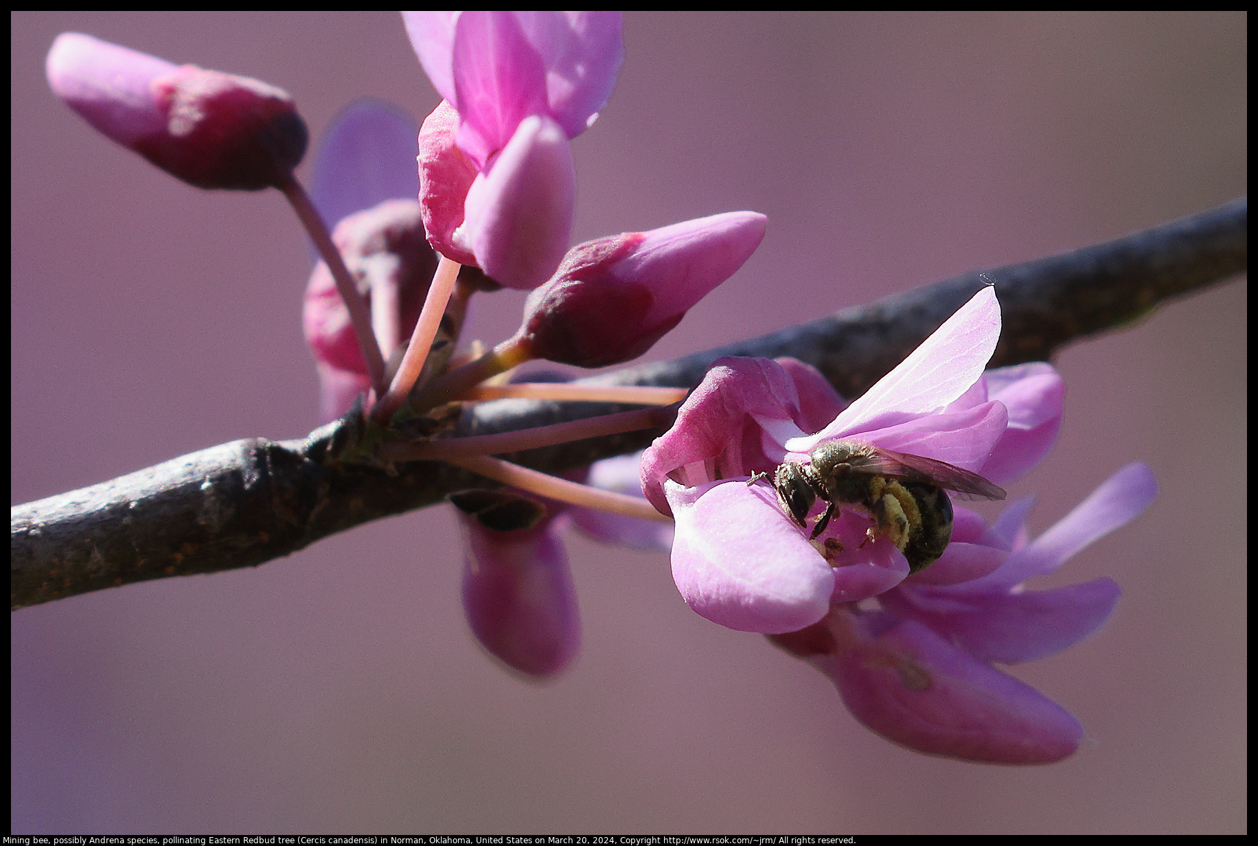Mining bee, possibly Andrena species, pollinating Eastern Redbud tree (Cercis canadensis) in Norman, Oklahoma, United States on March 20, 2024