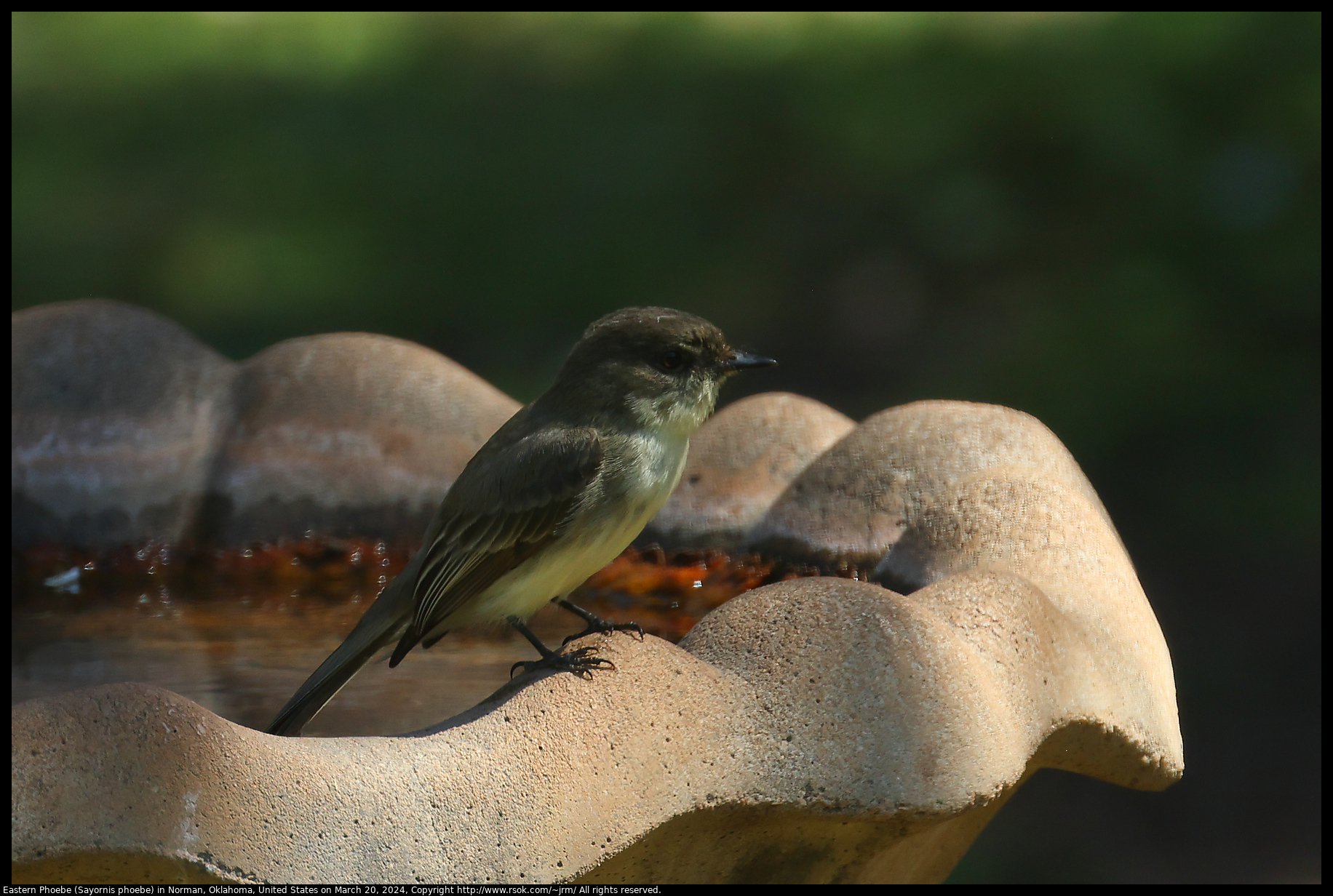 Eastern Phoebe (Sayornis phoebe) in Norman, Oklahoma, United States on March 20, 2024