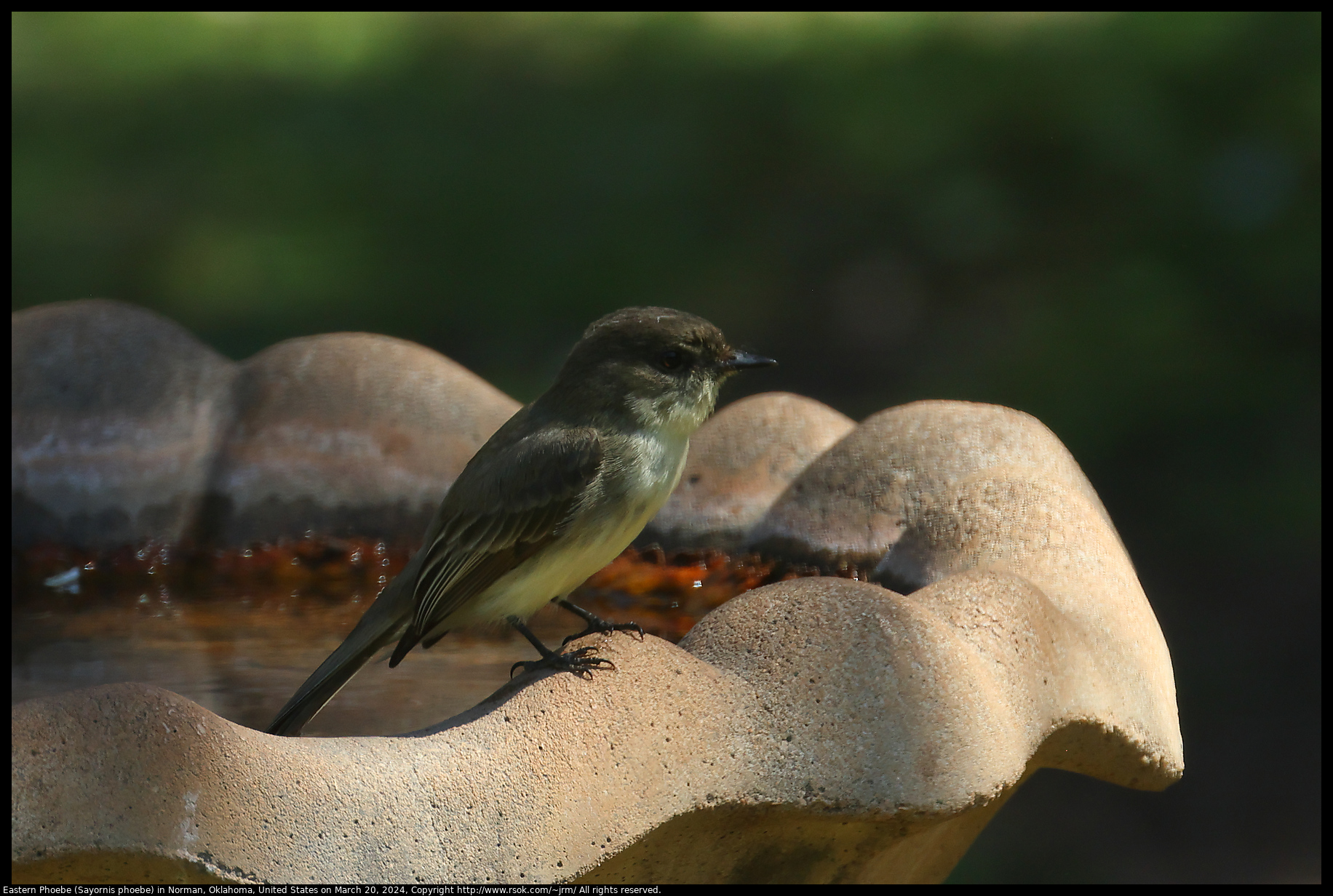 Eastern Phoebe (Sayornis phoebe) in Norman, Oklahoma, United States on March 20, 2024