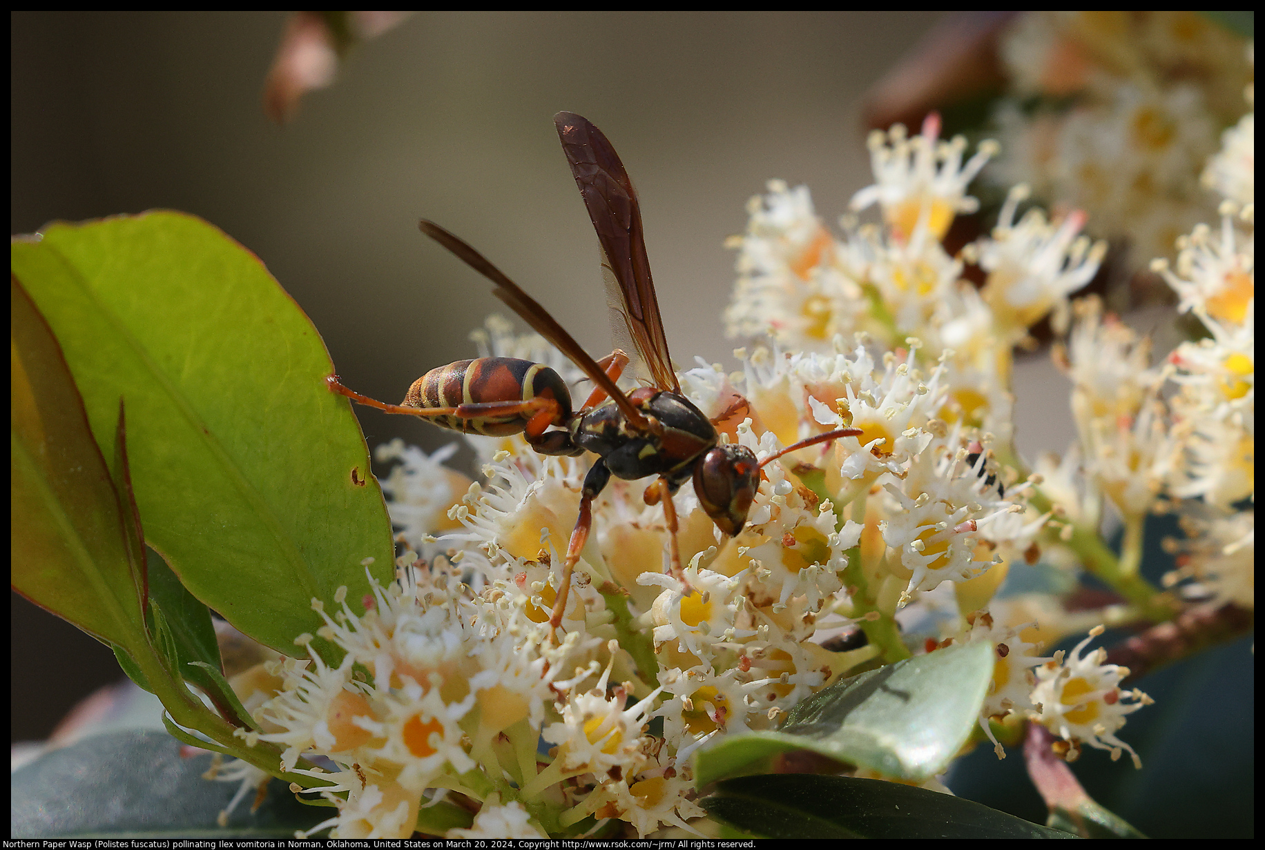 Northern Paper Wasp (Polistes fuscatus) pollinating Ilex vomitoria in Norman, Oklahoma, United States on March 20, 2024