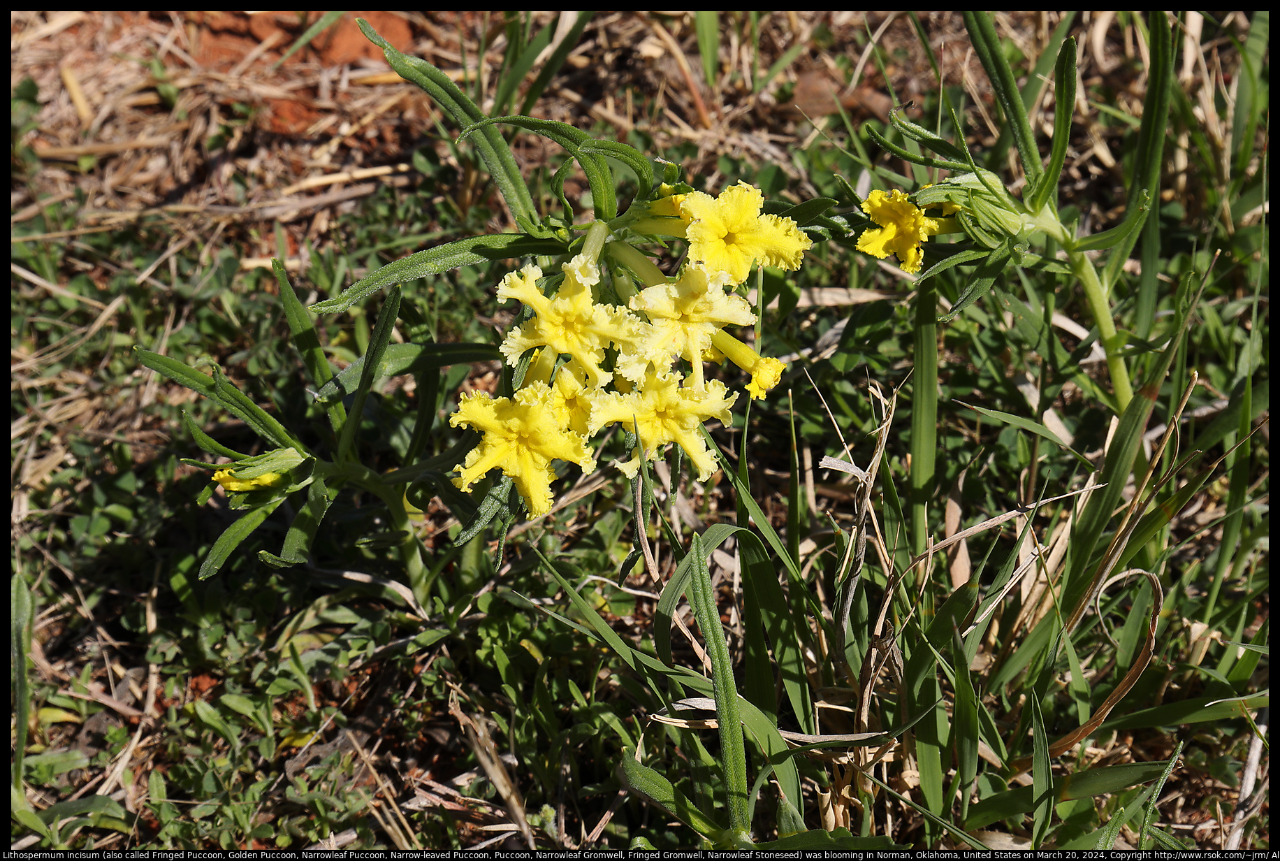 Lithospermum incisum (also called Fringed Puccoon, Golden Puccoon, Narrowleaf Puccoon, Narrow-leaved Puccoon, Puccoon, Narrowleaf Gromwell, Fringed Gromwell, Narrowleaf Stoneseed) was blooming in Norman, Oklahoma, United States on March 20, 2024