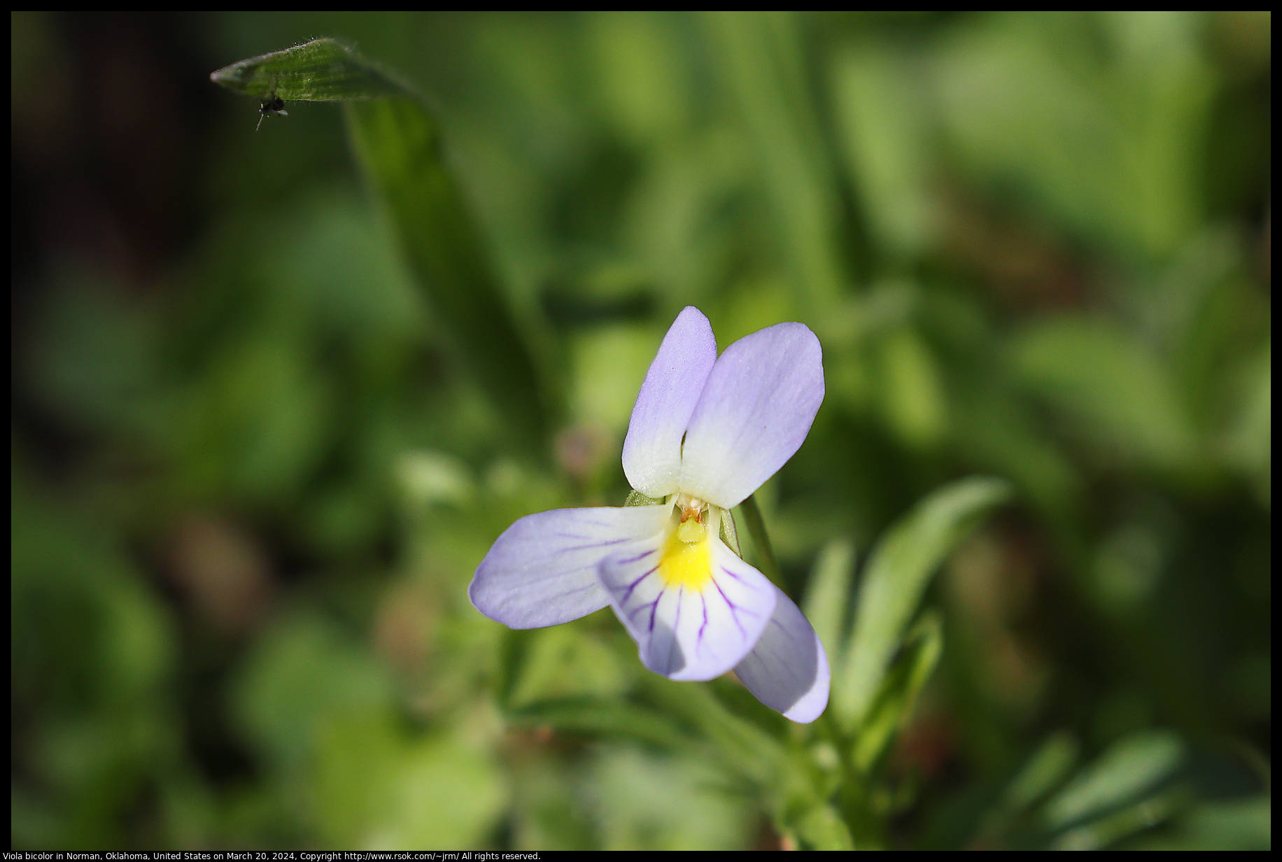 Viola bicolor in Norman, Oklahoma, United States on March 20, 2024