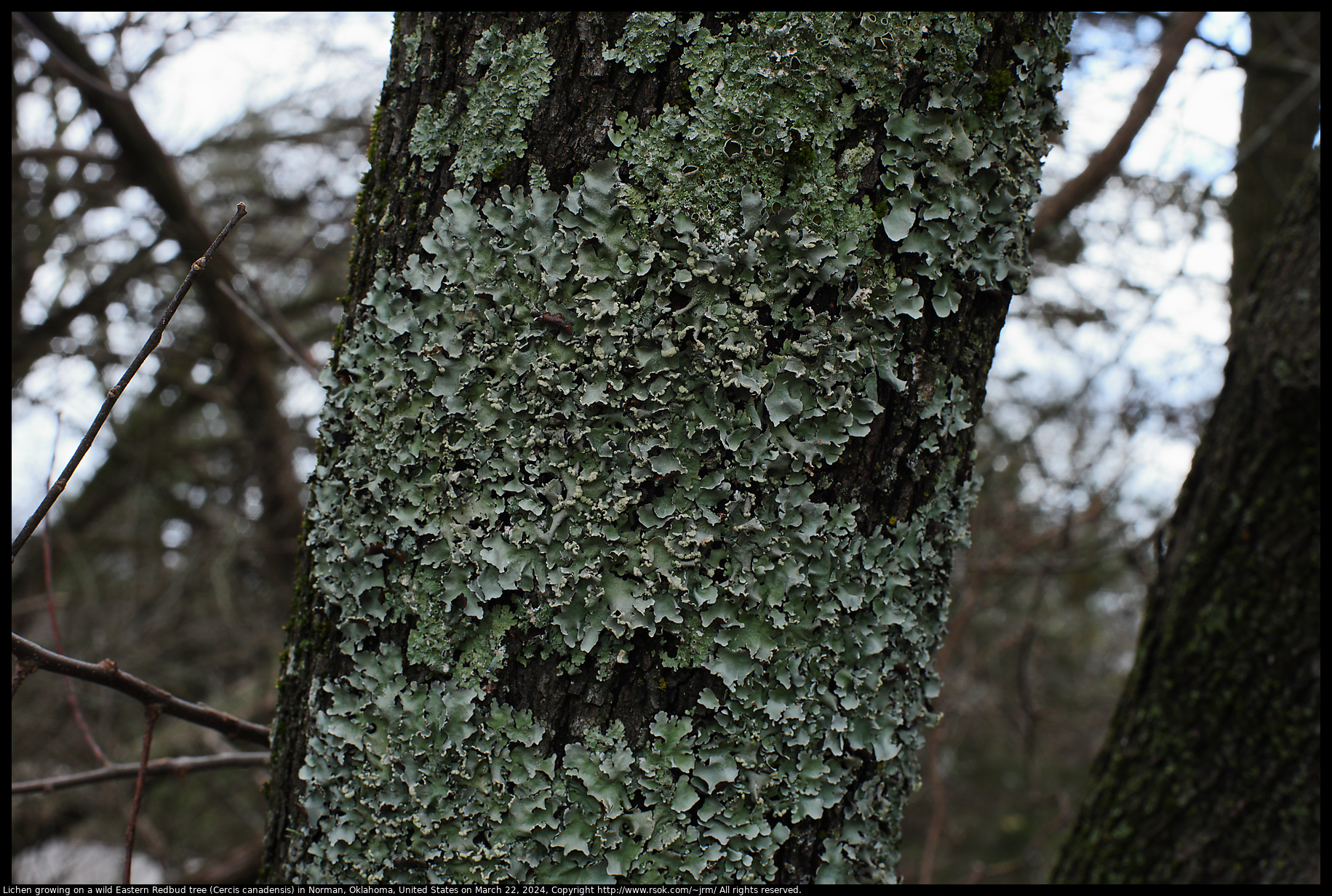 Lichen growing on a wild Eastern Redbud tree (Cercis canadensis) in Norman, Oklahoma, United States on March 22, 2024
