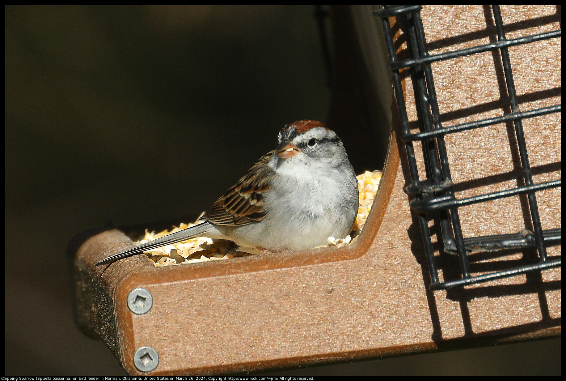 Chipping Sparrow (Spizella passerina) on bird feeder in Norman, Oklahoma, United States on March 26, 2024
