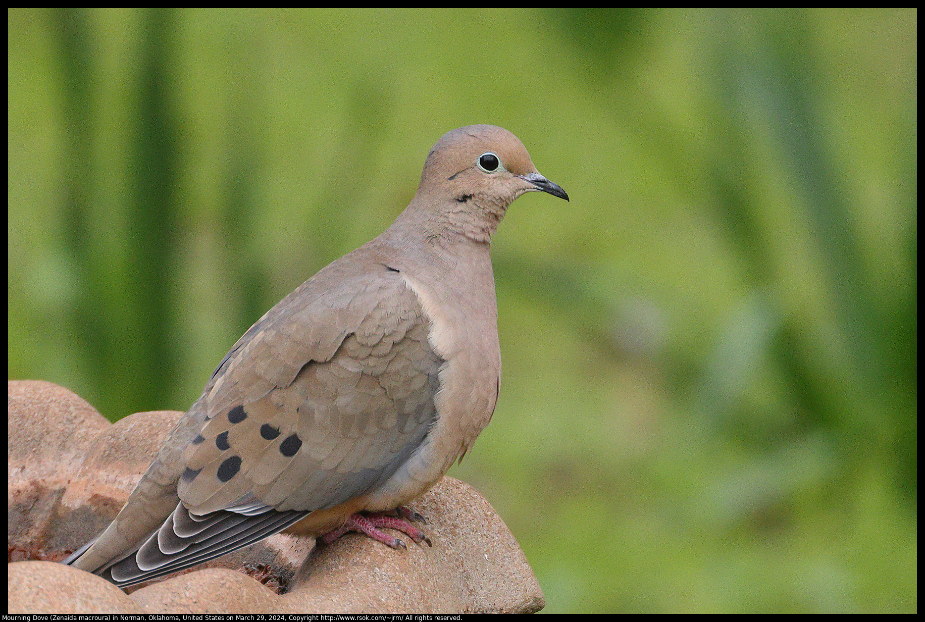 Mourning Dove (Zenaida macroura) in Norman, Oklahoma, United States on March 29, 2024