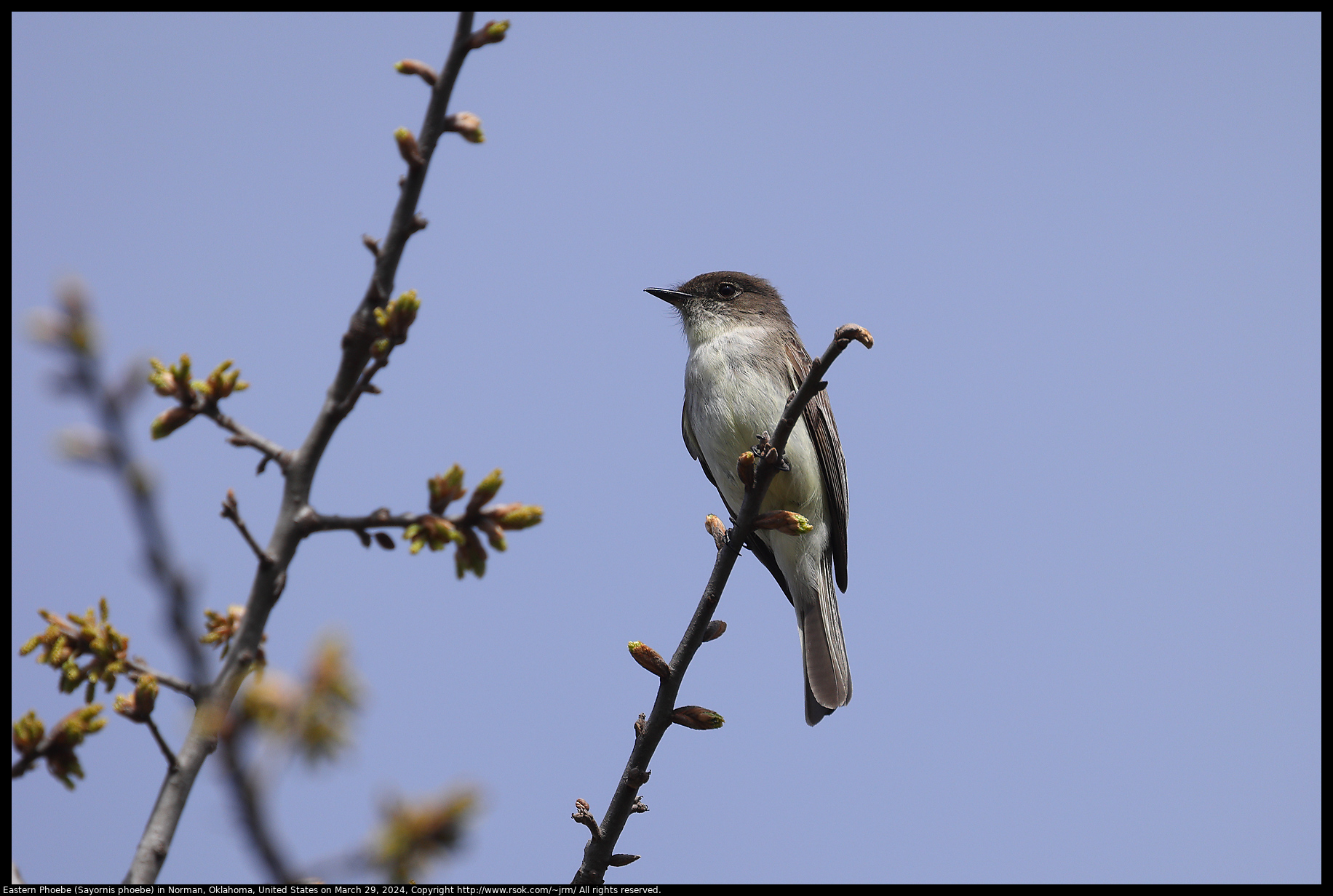 Eastern Phoebe (Sayornis phoebe) in Norman, Oklahoma, United States on March 29, 2024