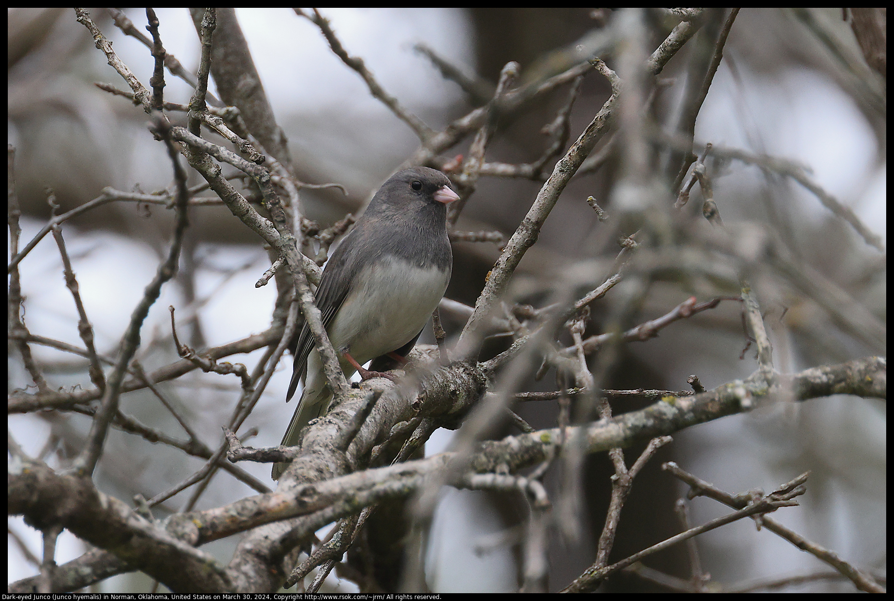 Dark-eyed Junco (Junco hyemalis) in Norman, Oklahoma, United States on March 30, 2024