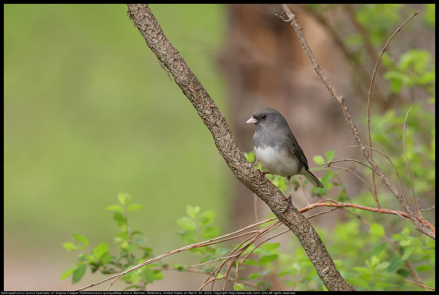 Dark-eyed Junco (Junco hyemalis) on Virginia Creeper (Parthenocissus quinquefolia) vine in Norman, Oklahoma, United States on March 30, 2024