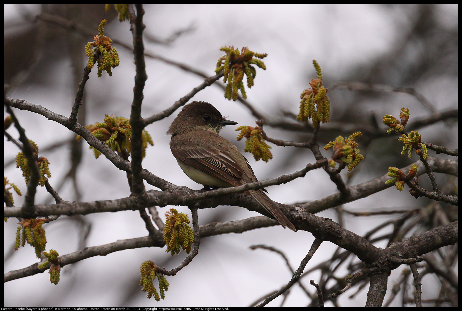 Eastern Phoebe (Sayornis phoebe) in Norman, Oklahoma, United States on March 30, 2024