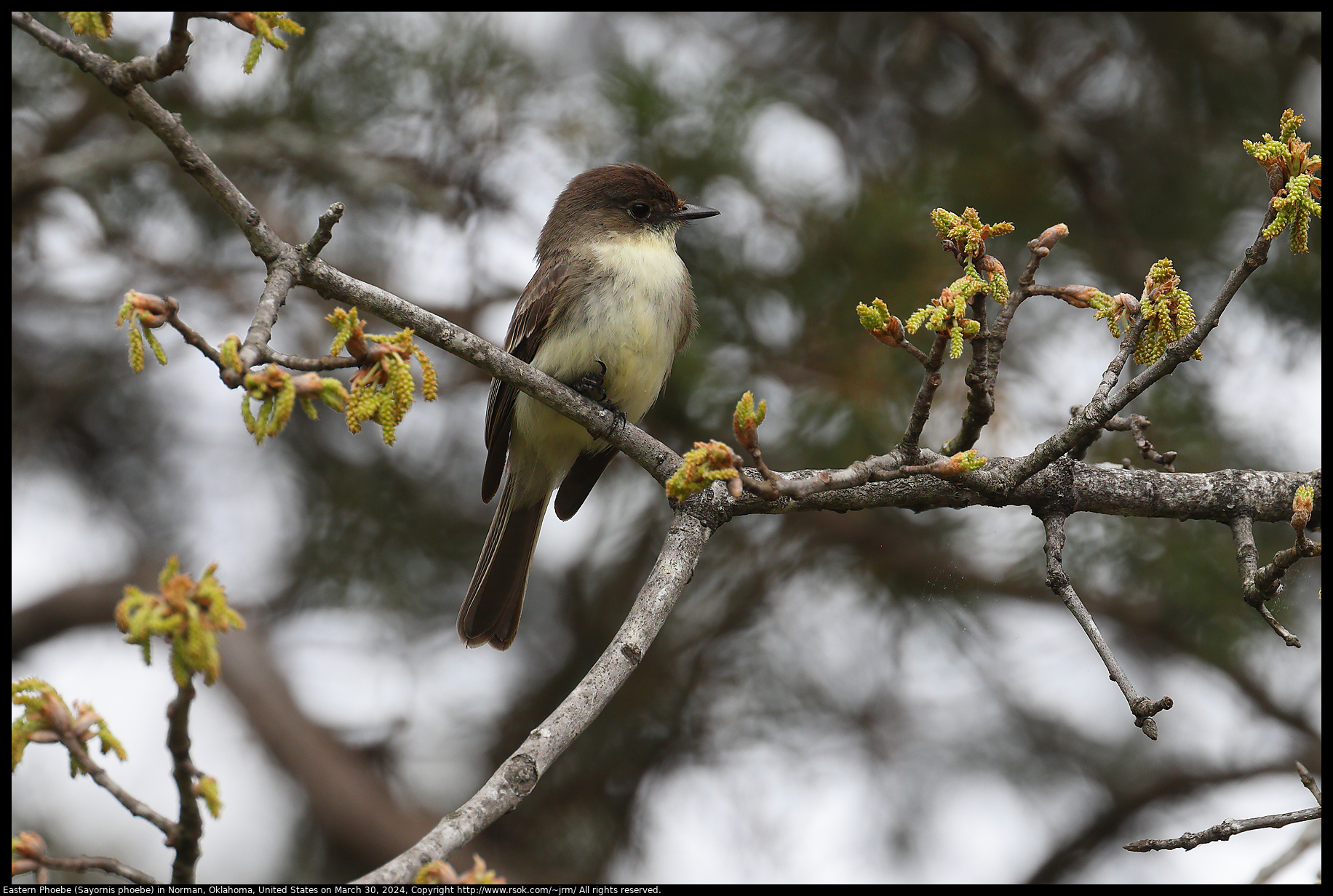 Eastern Phoebe (Sayornis phoebe) in Norman, Oklahoma, United States on March 30, 2024
