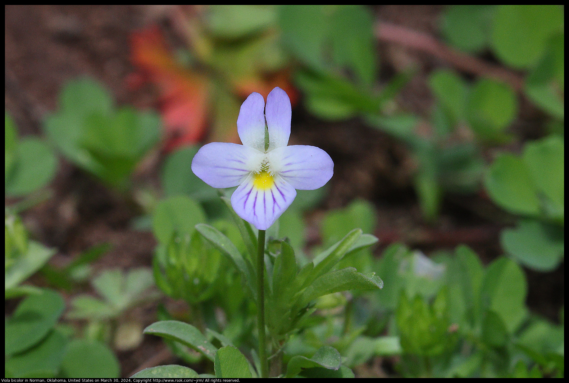 Viola bicolor in Norman, Oklahoma, United States on March 30, 2024