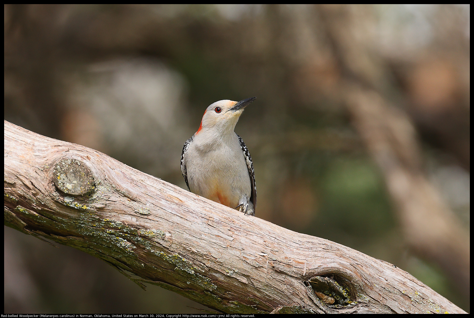 Red-bellied Woodpecker (Melanerpes carolinus) in Norman, Oklahoma, United States on March 30, 2024