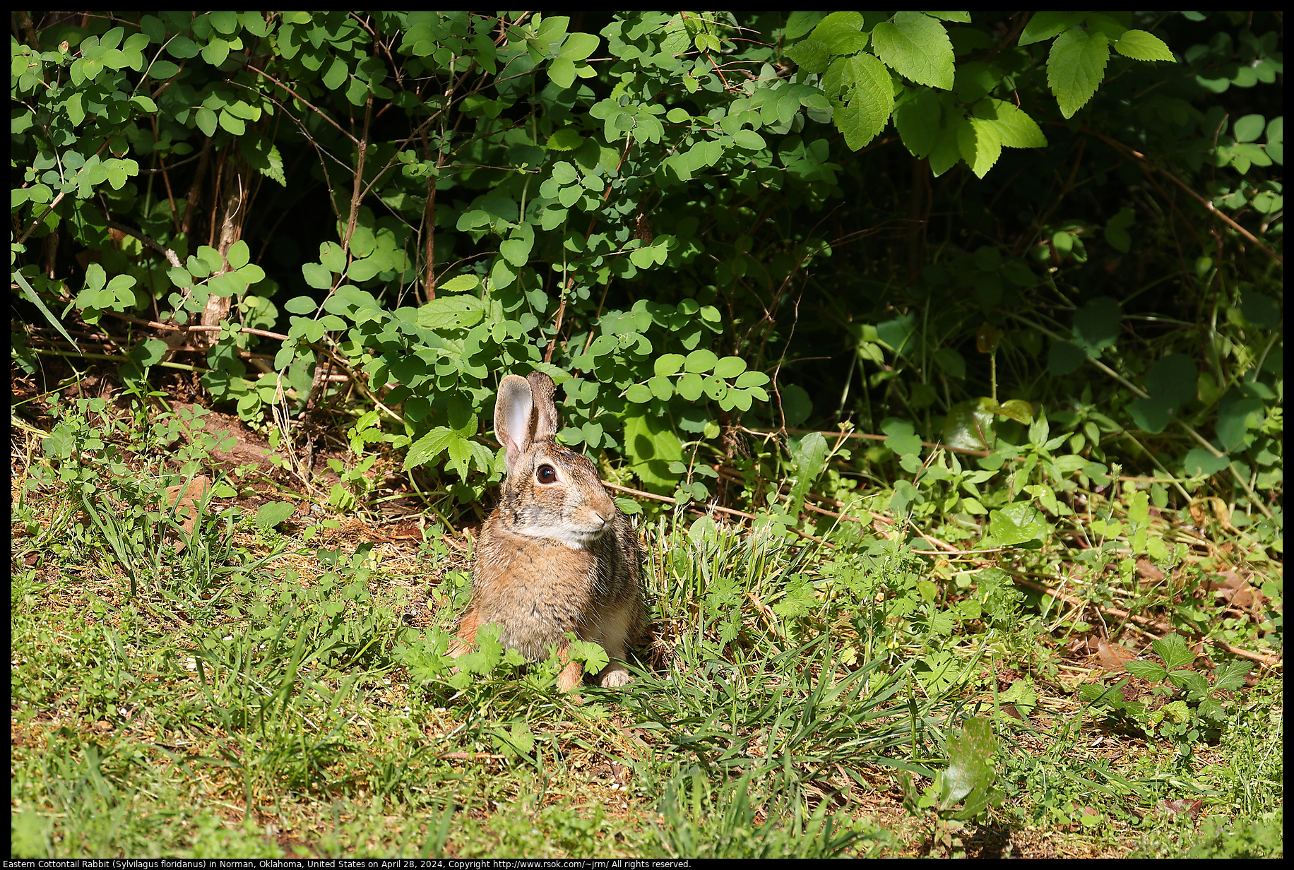 Eastern Cottontail Rabbit (Sylvilagus floridanus) in Norman, Oklahoma, United States on April 28, 2024