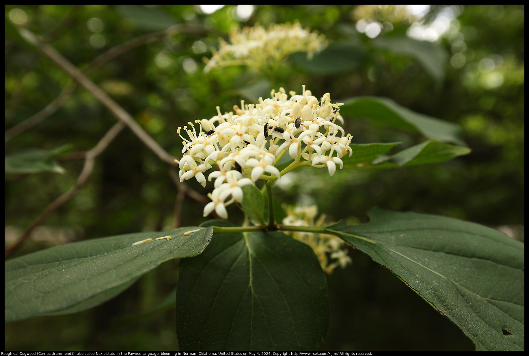 Roughleaf Dogwood (Cornus drummondii), also called Nakipistatu in the Pawnee language, blooming in Norman, Oklahoma, United States on May 4, 2024