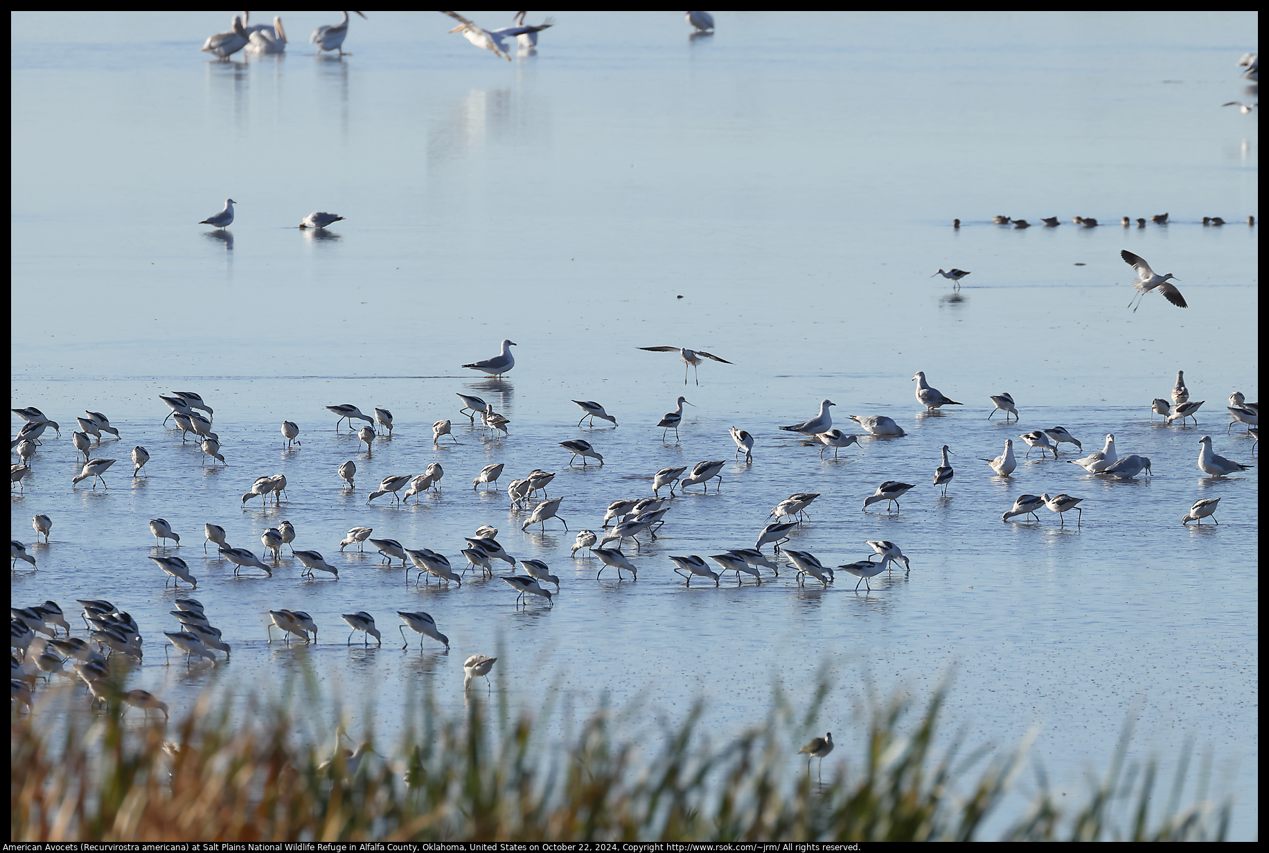 American Avocets (Recurvirostra americana) at Salt Plains National Wildlife Refuge in Alfalfa County, Oklahoma, United States on October 22, 2024