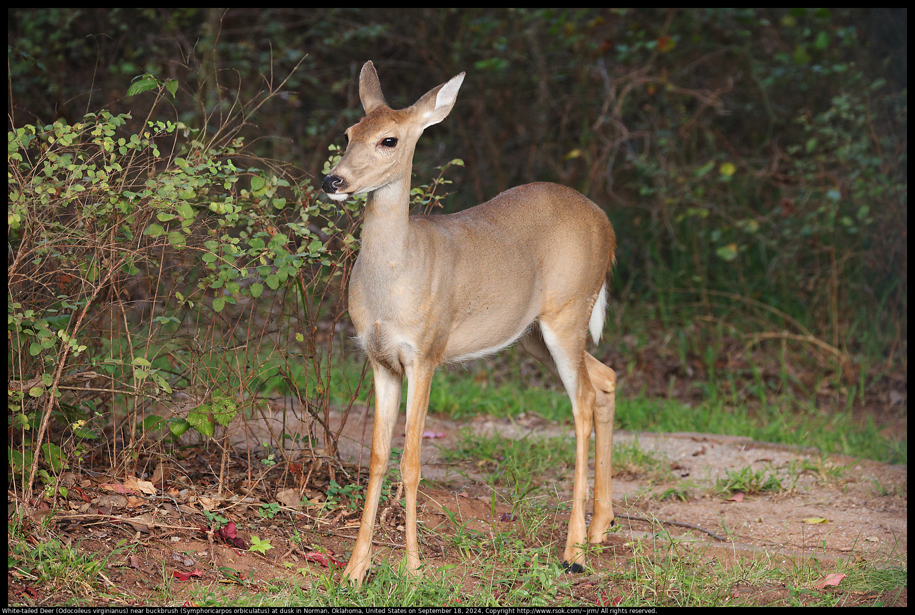 White-tailed Deer (Odocoileus virginianus) near buckbrush (Symphoricarpos orbiculatus) at dusk in Norman, Oklahoma, United States on September 18, 2024