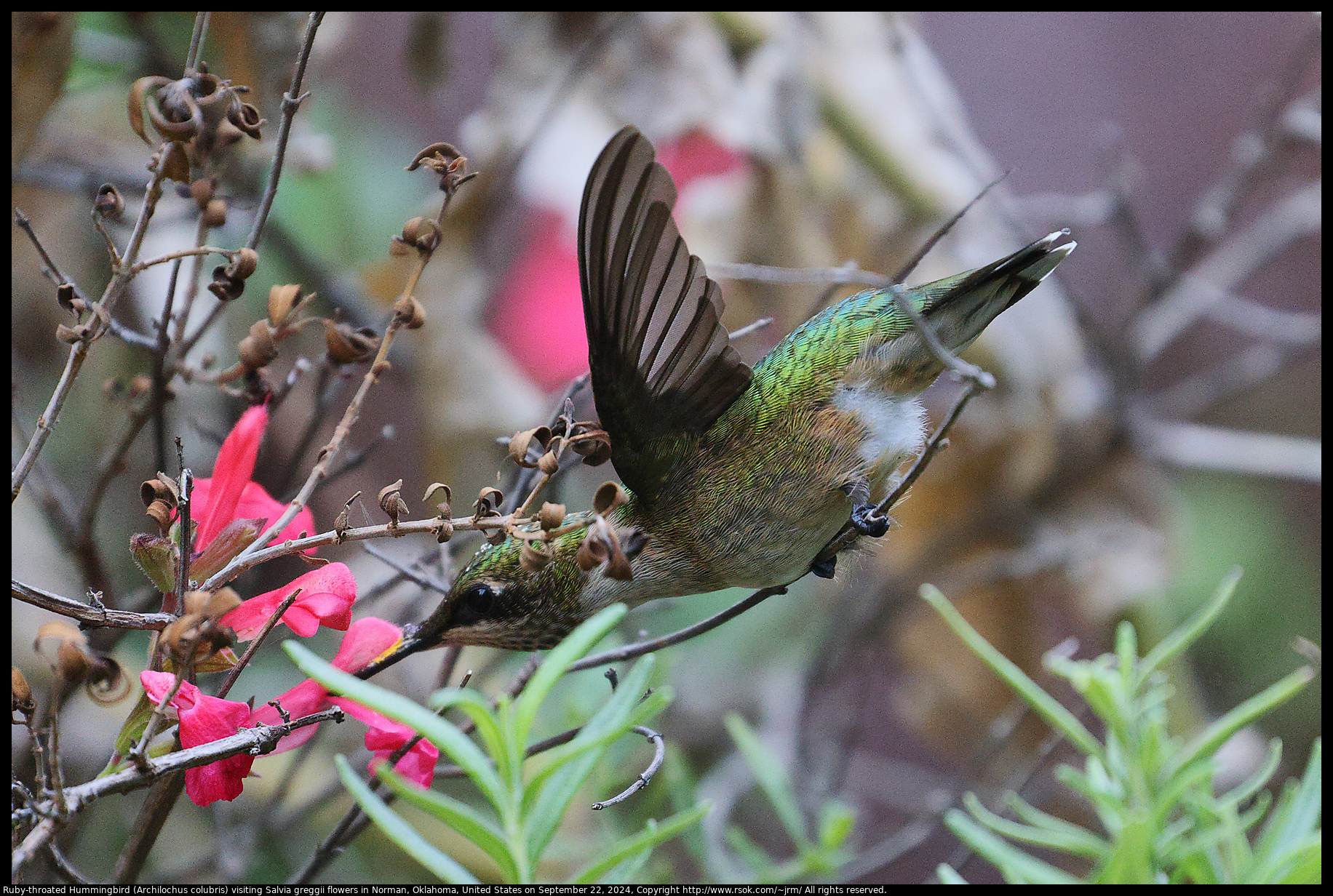 Ruby-throated Hummingbird (Archilochus colubris) visiting Salvia greggii flowers in Norman, Oklahoma, United States on September 22, 2024