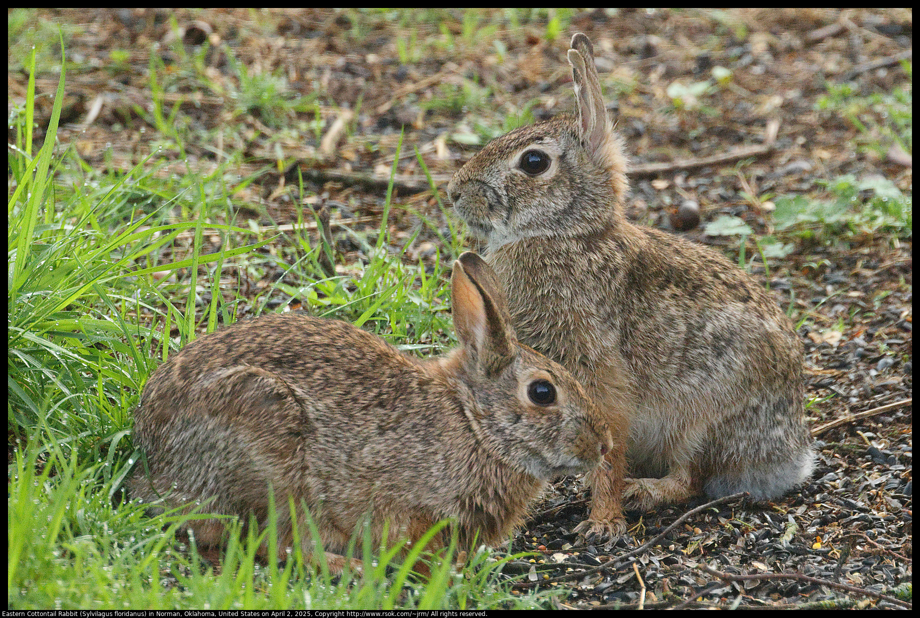Eastern Cottontail Rabbit (Sylvilagus floridanus) in Norman, Oklahoma, United States on April 2, 2025