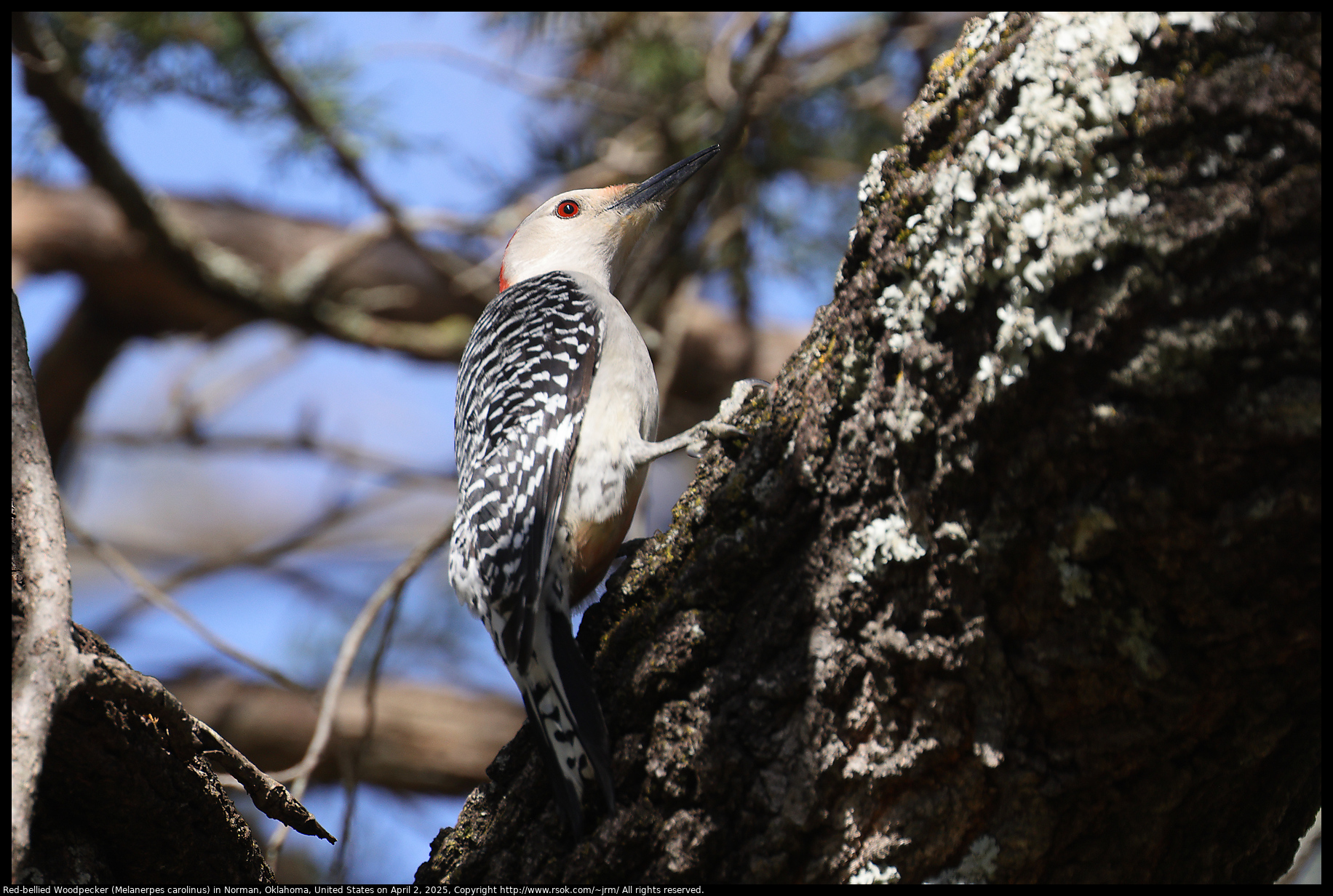 Red-bellied Woodpecker (Melanerpes carolinus) in Norman, Oklahoma, United States on April 2, 2025